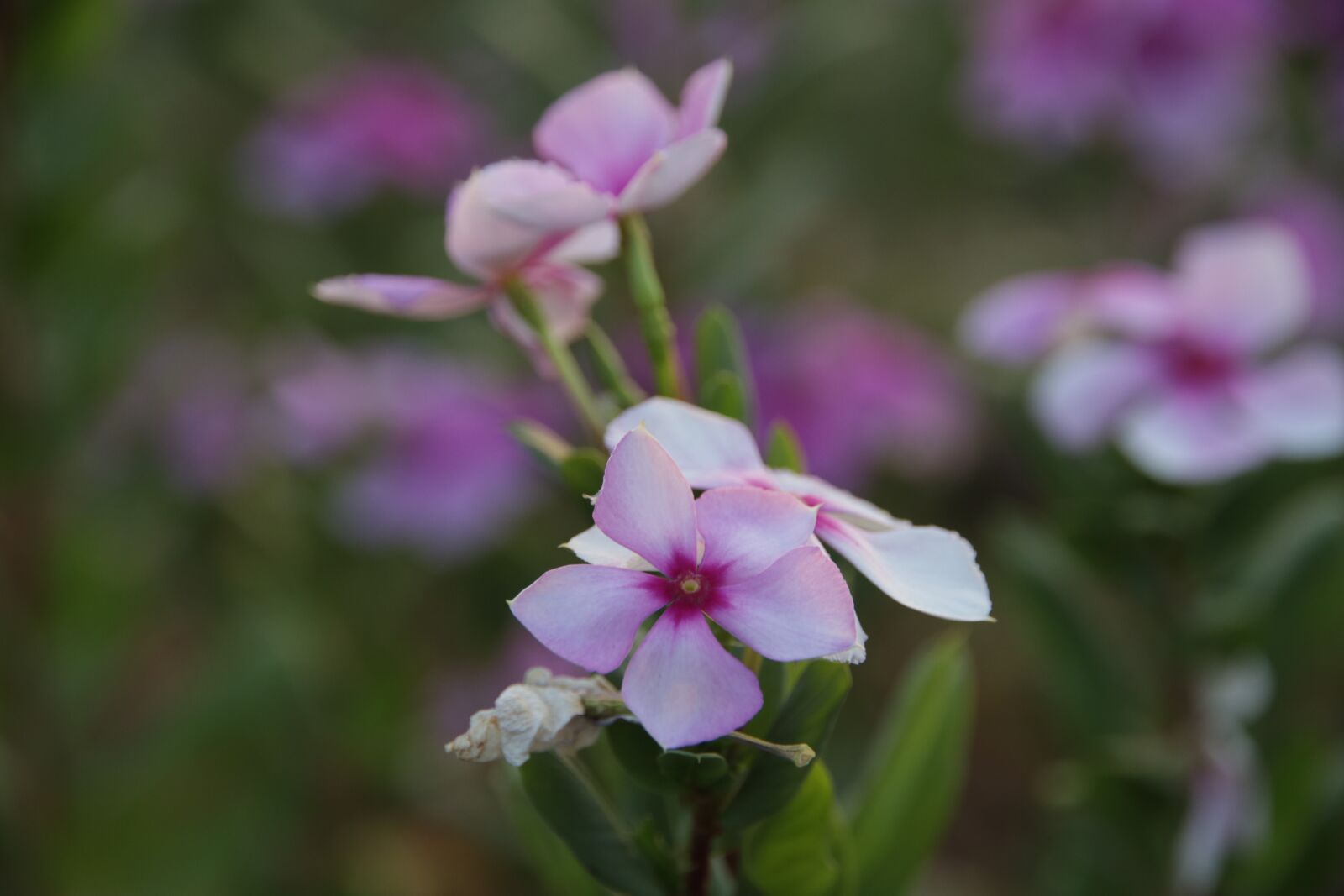 Canon EOS 80D sample photo. Periwinkle, pink flower, flower photography