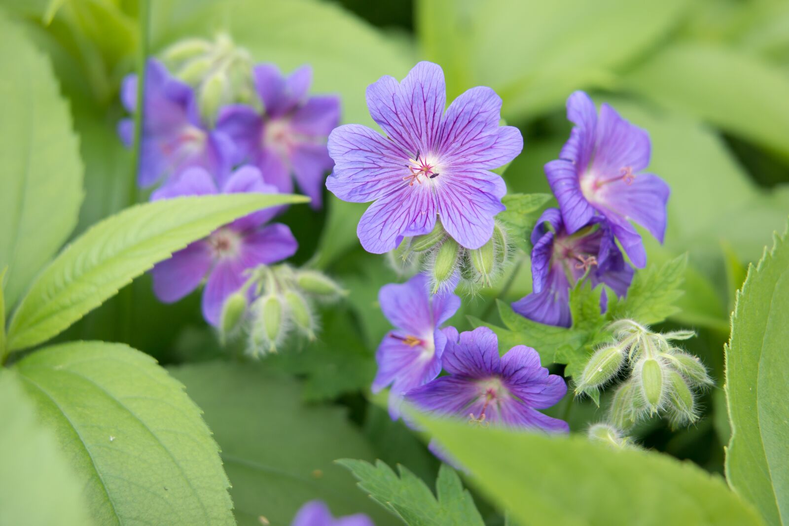 Samsung NX300M sample photo. Cranesbill, geranium, purple photography