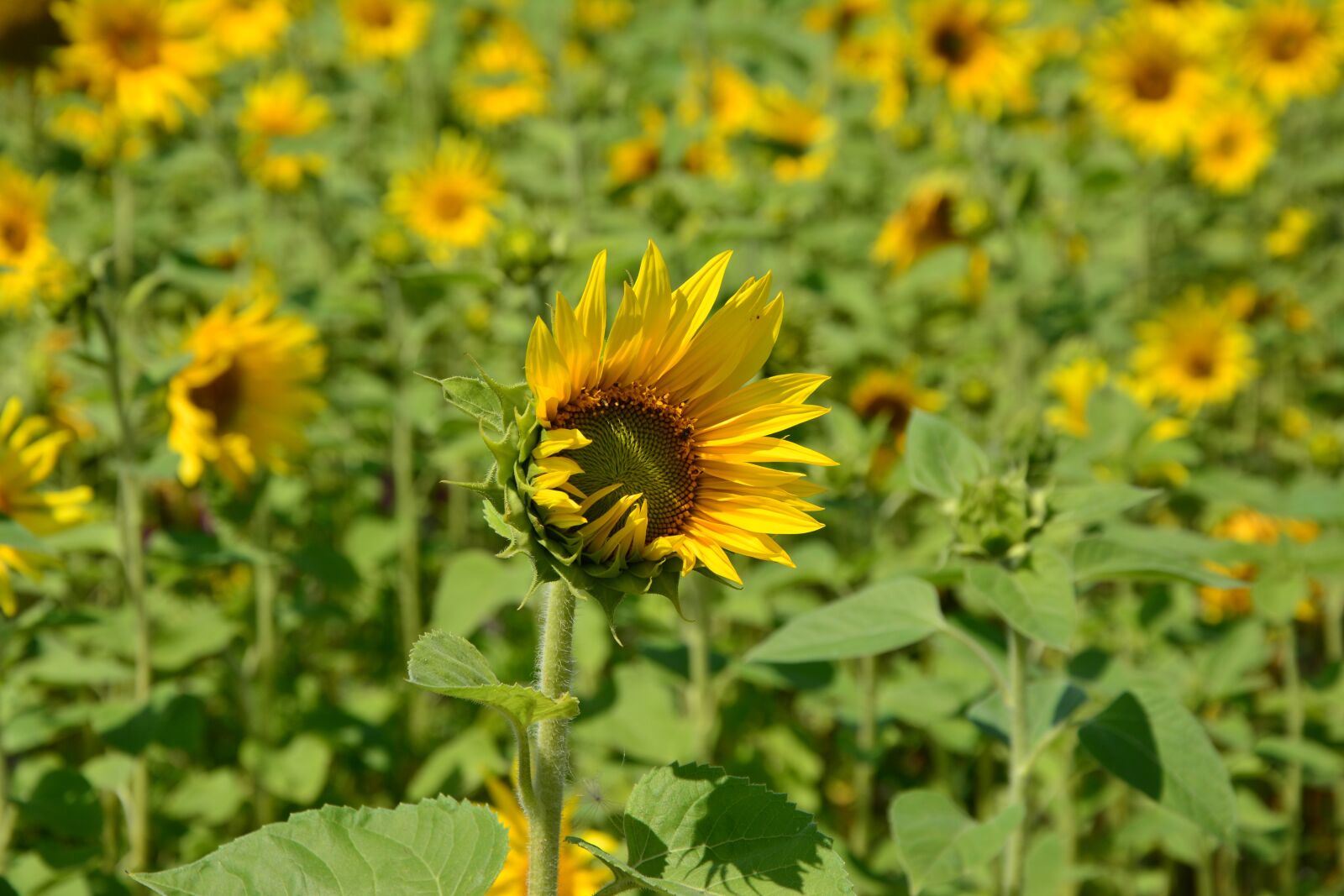 Nikon D5200 sample photo. Sunflower, flowers, sunflower field photography