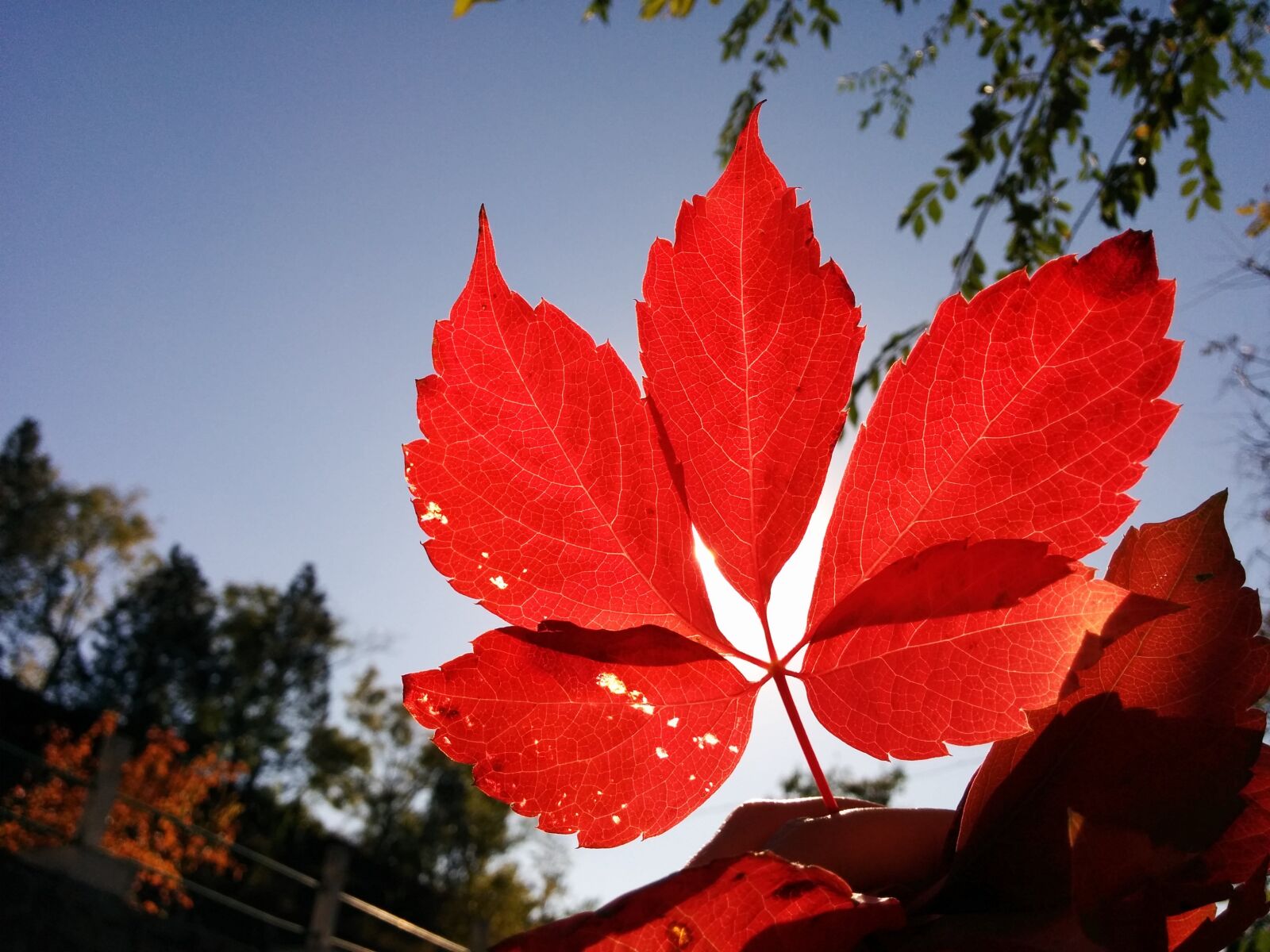 LG Nexus 5 sample photo. Leaf, red, autumn photography