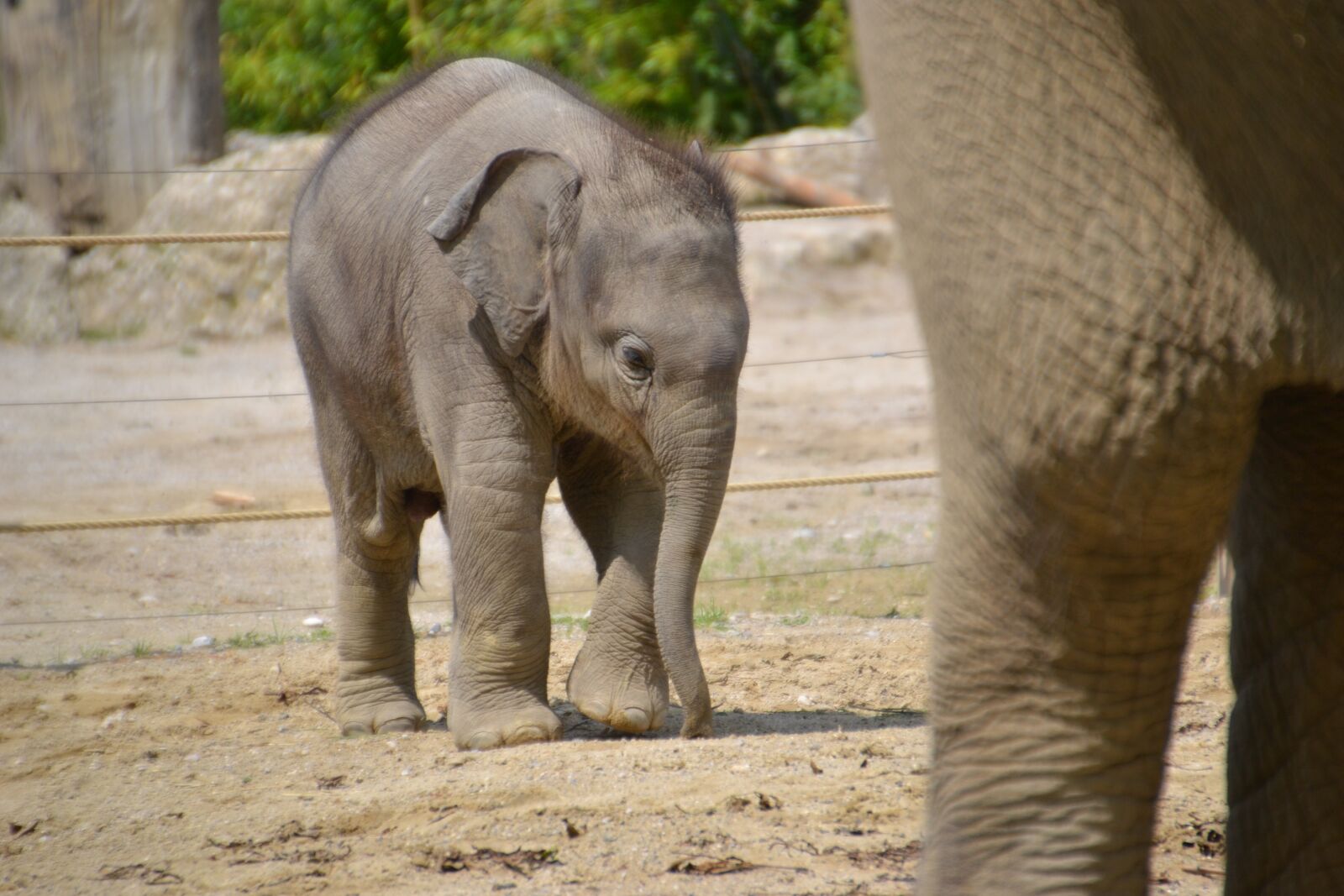 Nikon D3100 sample photo. Elephant, young animal, baby photography