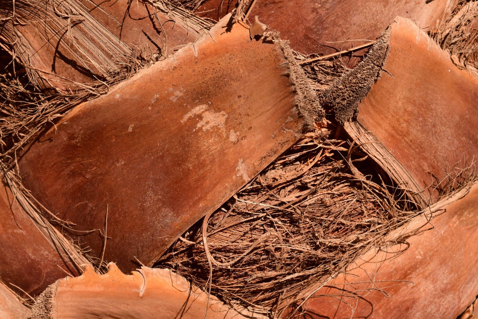 Nikon D3300 sample photo. Tree, palm, nature, bark photography
