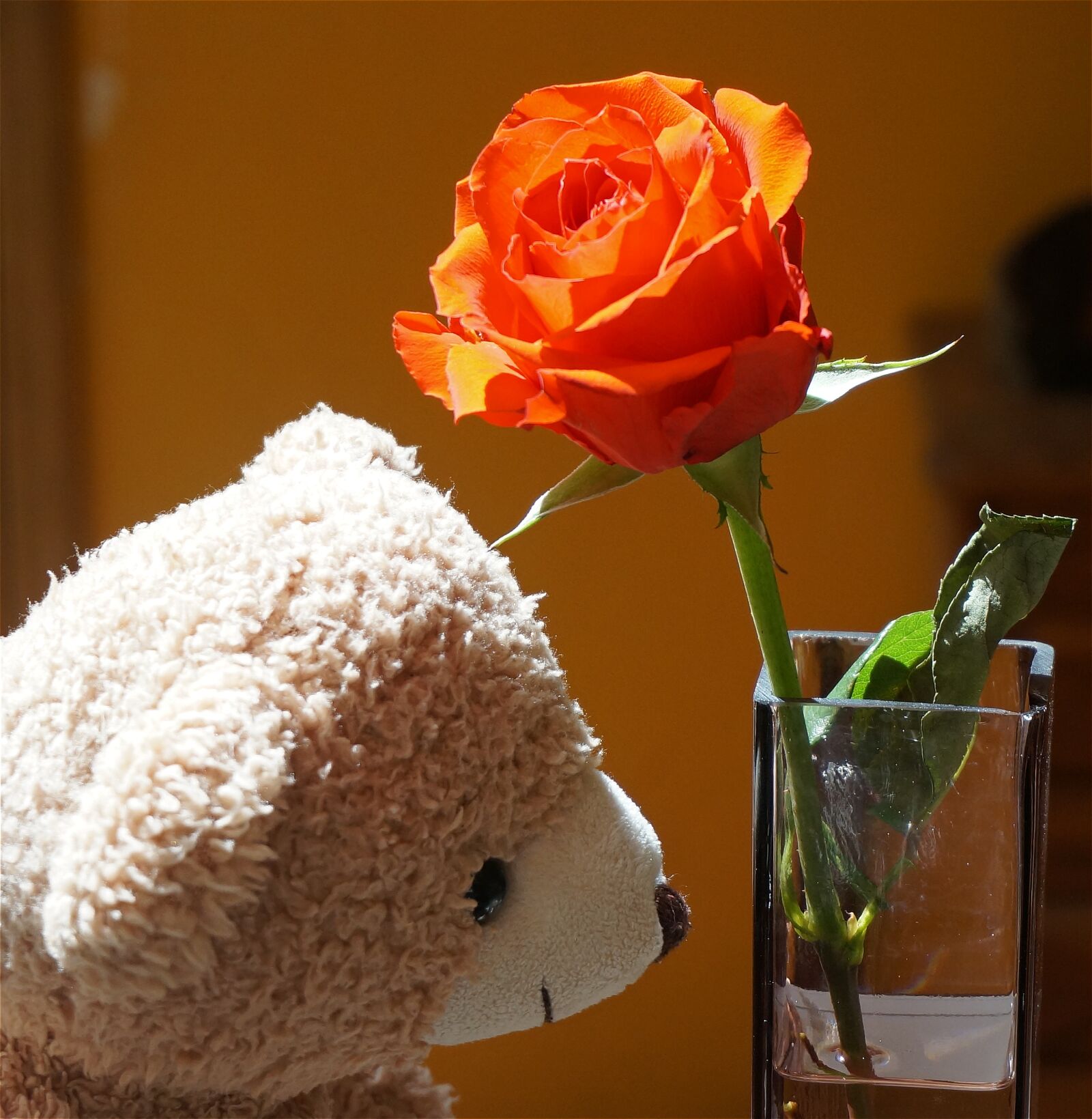 Sony Alpha NEX-5T sample photo. Old teddy bear with photography