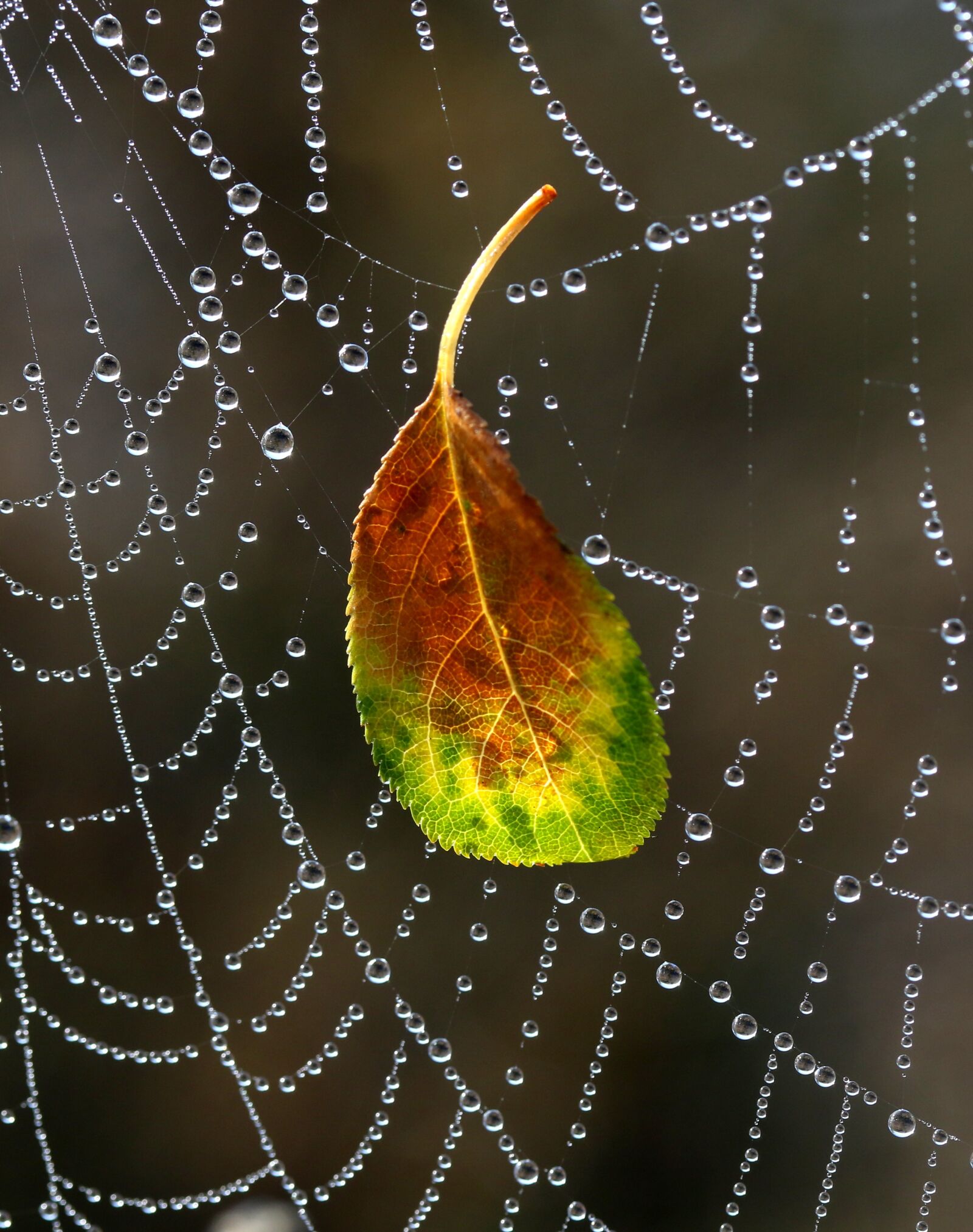 Canon EF-S 60mm F2.8 Macro USM sample photo. Spider web, drops, dew photography