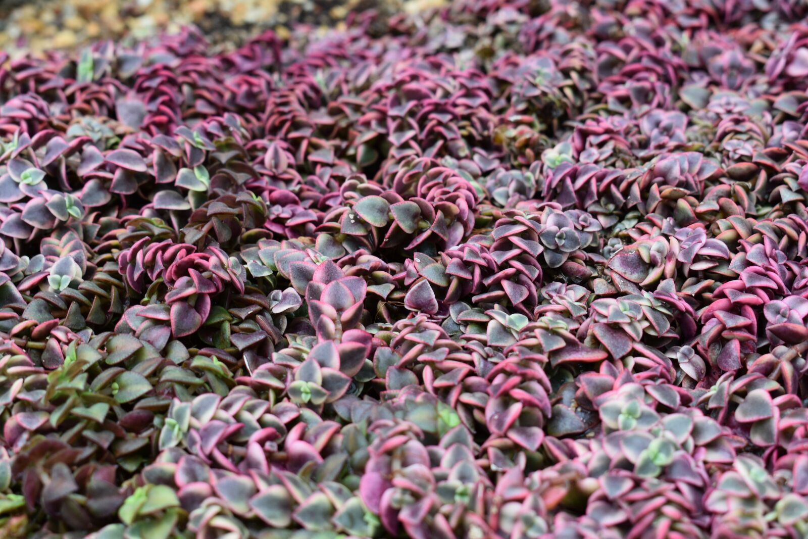 Nikon D3400 sample photo. Nature, sheet, plant photography