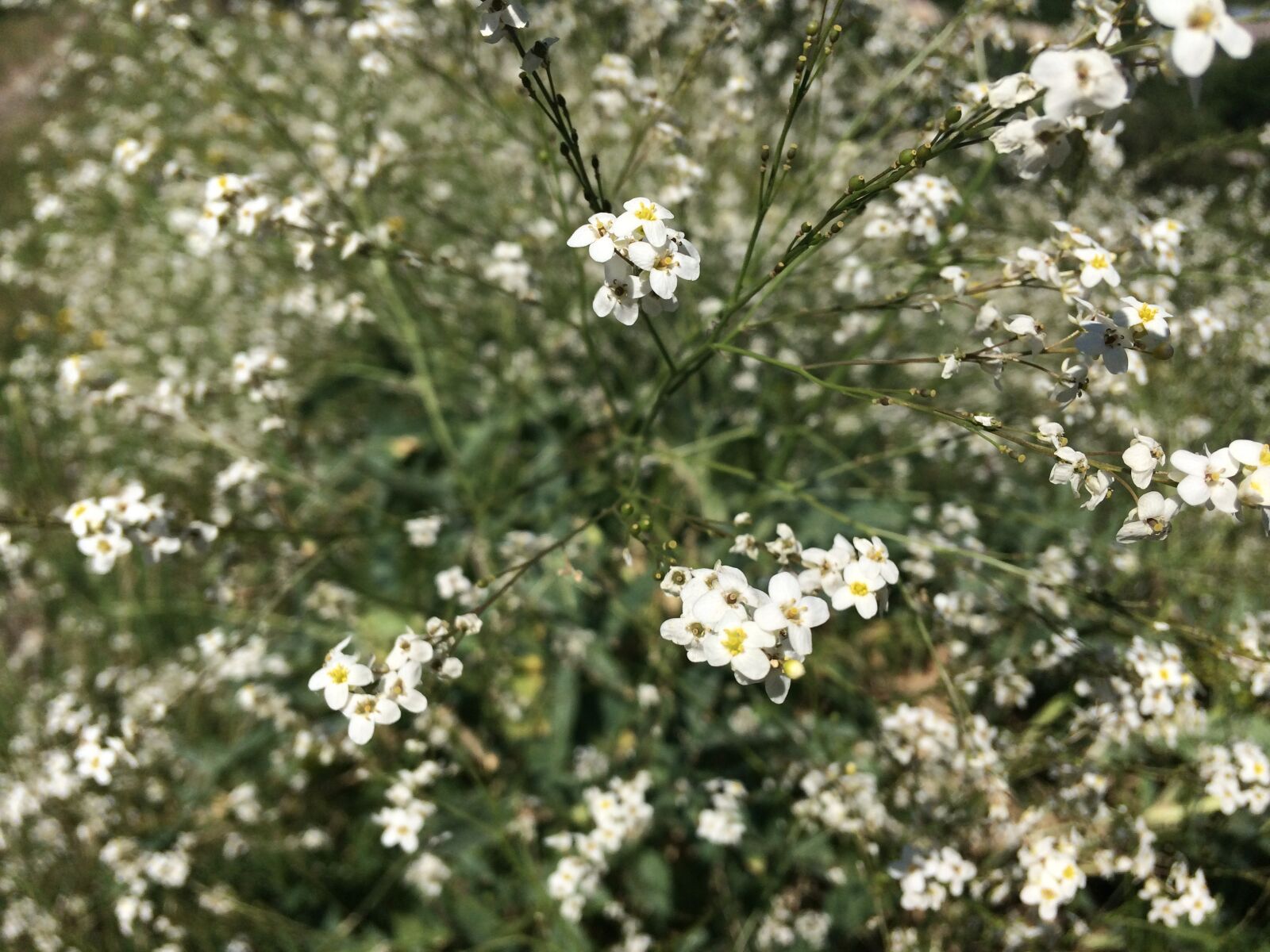 iPhone 5s back camera 4.15mm f/2.2 sample photo. Nature, flower, ant photography