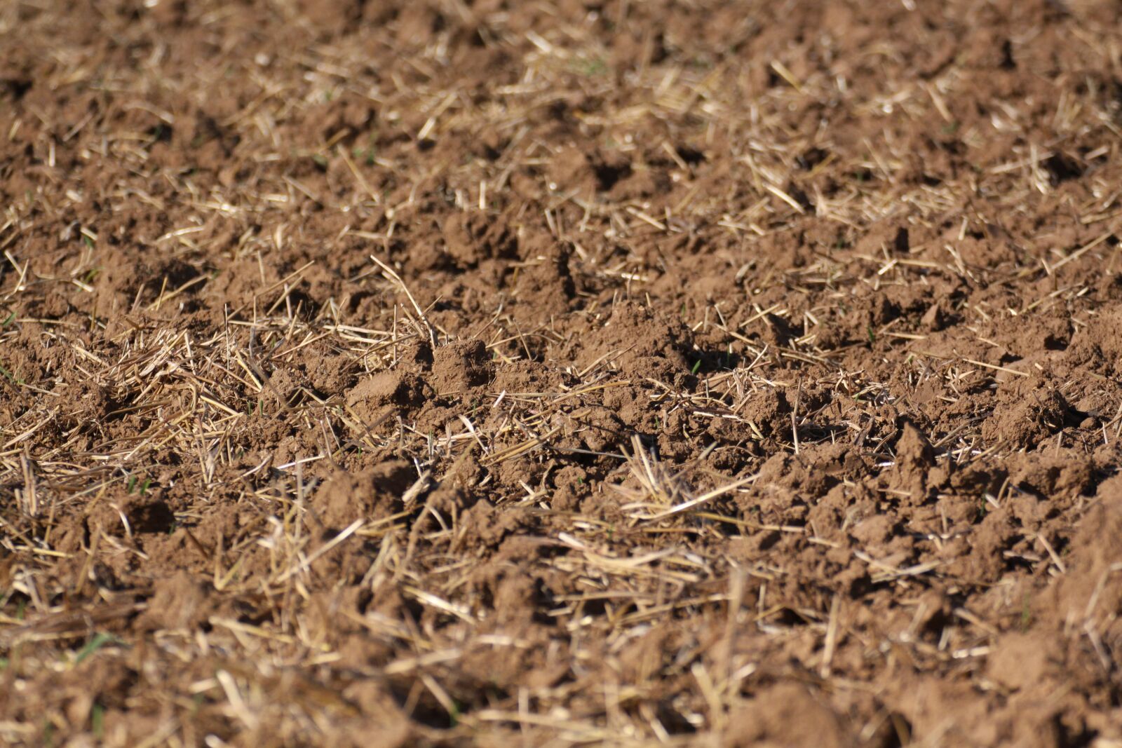 Canon EOS 50D sample photo. Stubble, harvested, dirt photography