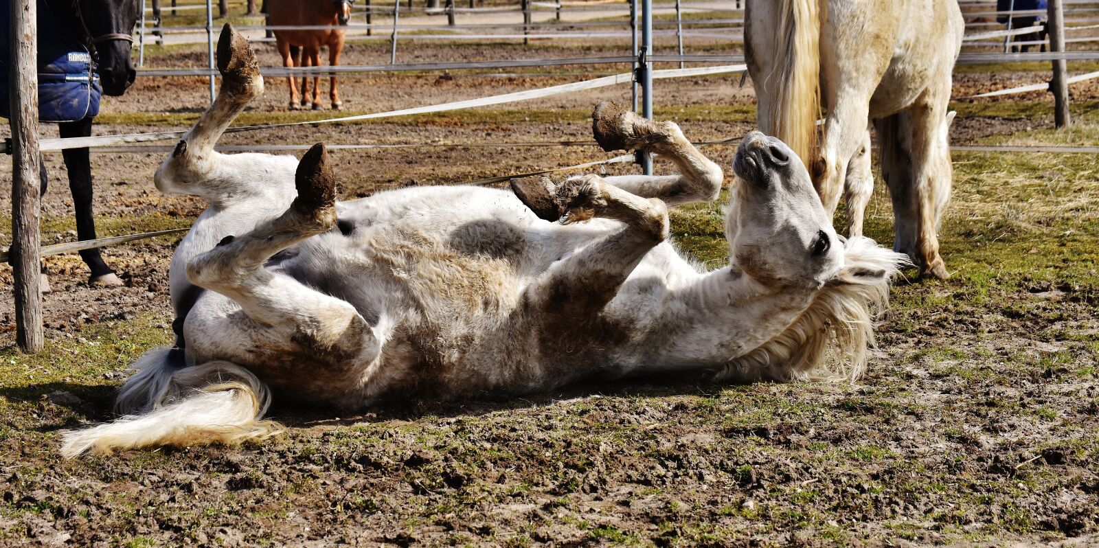 Nikon D7200 sample photo. Horse, rolling, paddock photography