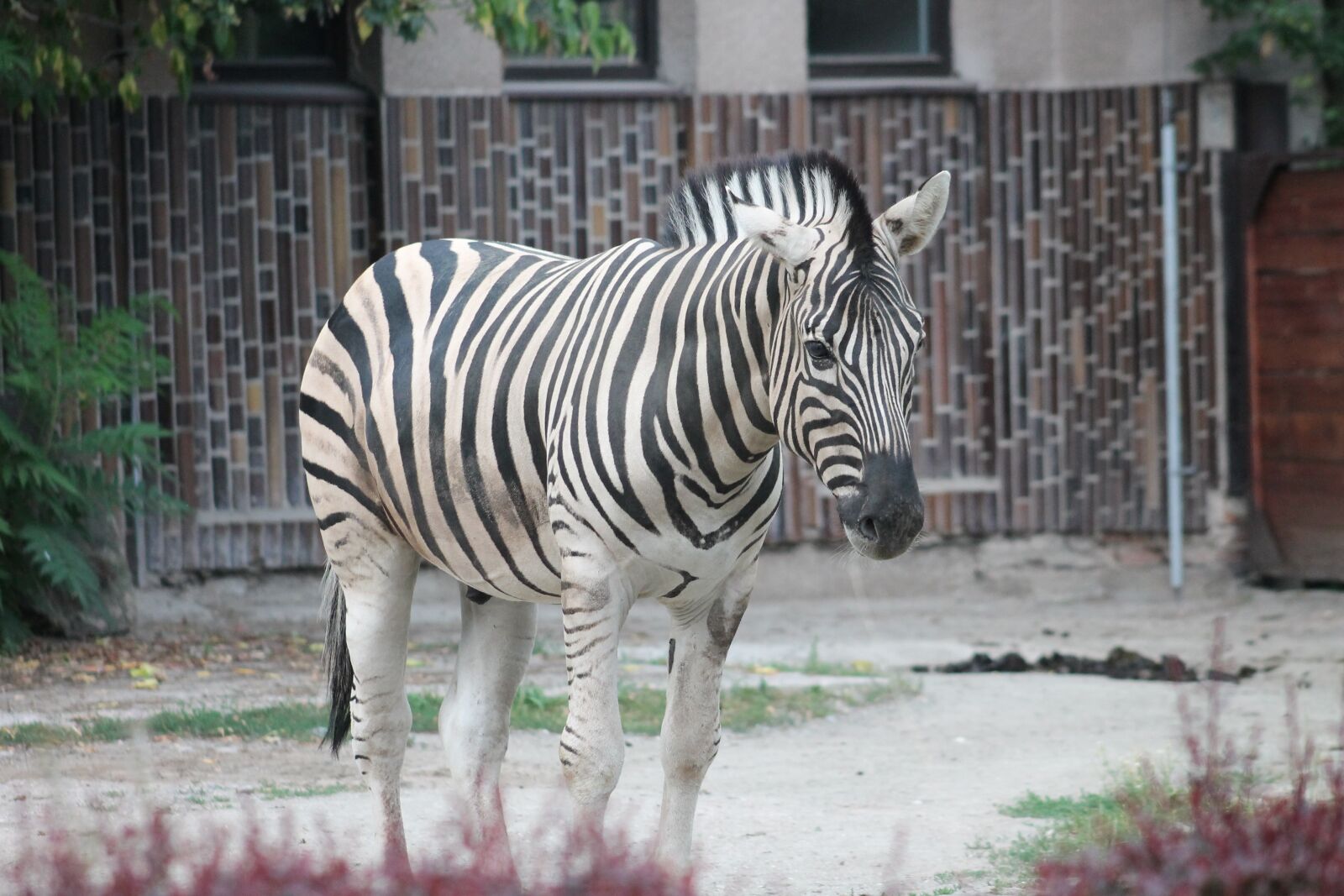 Canon EF 75-300mm f/4-5.6 sample photo. Zebra, zoo, safari photography