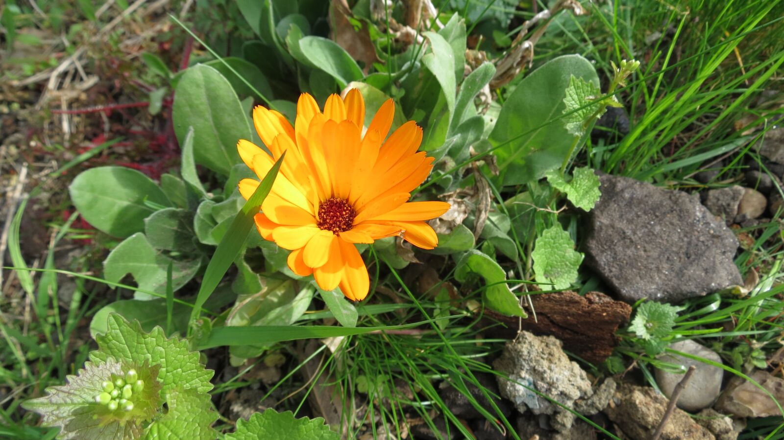 Canon PowerShot SX40 HS sample photo. Flower, plant, floral photography