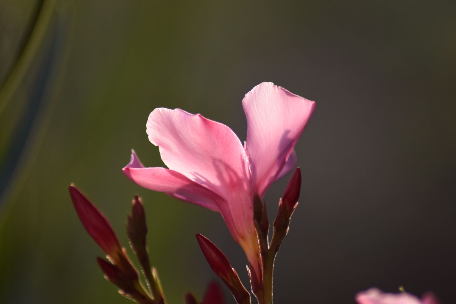 Nikon D5300 sample photo. Oleander, blossom, bloom photography