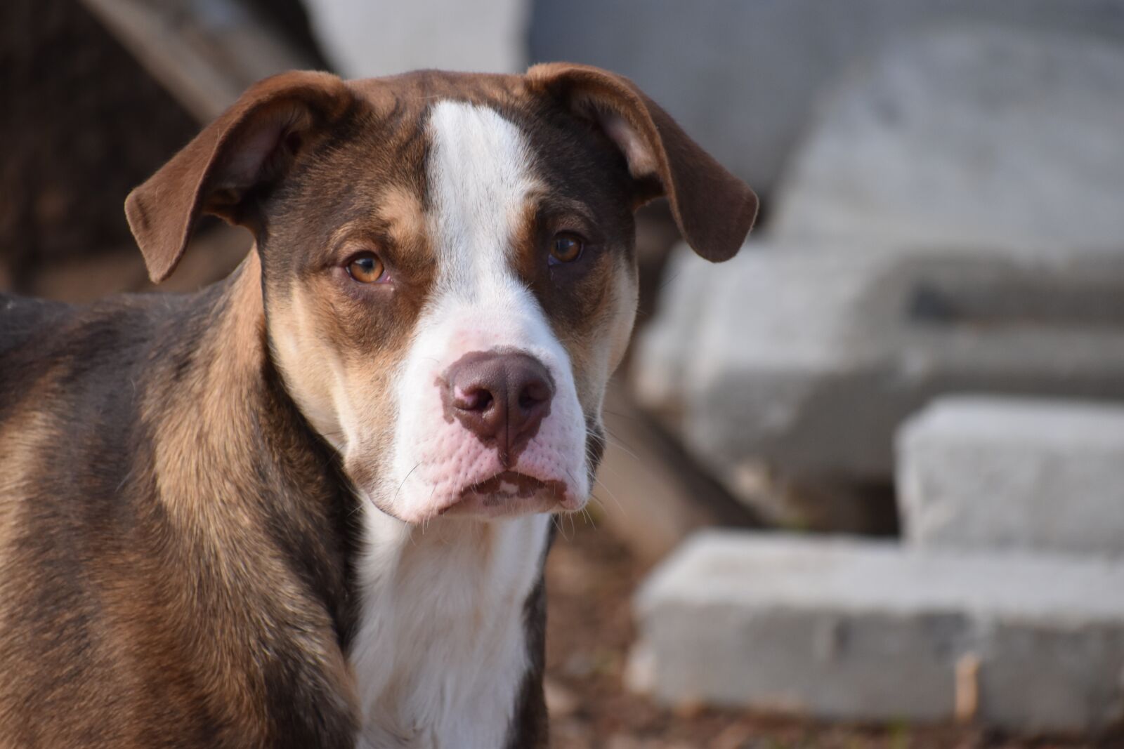 Nikon D5500 sample photo. Dog, mammal, portrait photography