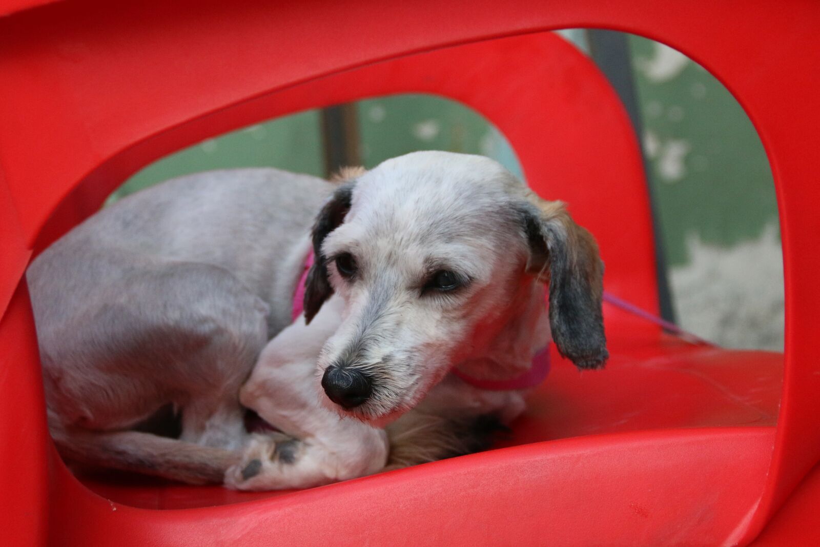 Canon EF-S 18-135mm F3.5-5.6 IS sample photo. Dog, animal, cute photography