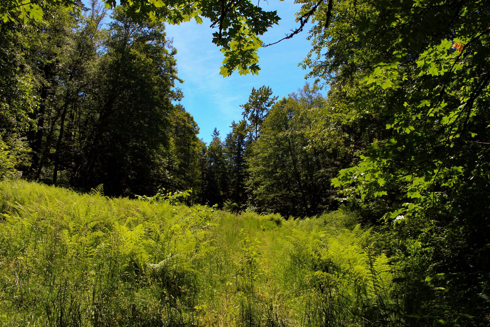 Canon EOS 700D (EOS Rebel T5i / EOS Kiss X7i) sample photo. Field, mountain, grass photography