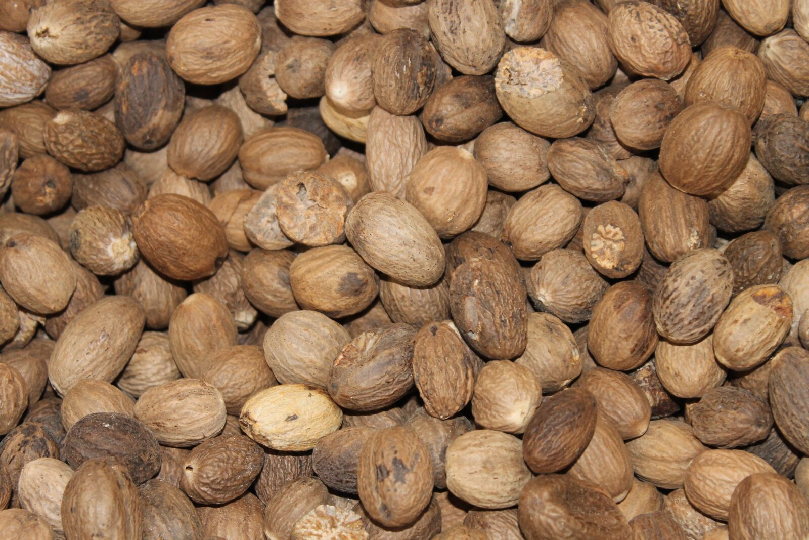 Canon EOS 1100D (EOS Rebel T3 / EOS Kiss X50) sample photo. Nutmeg, spice, cook photography