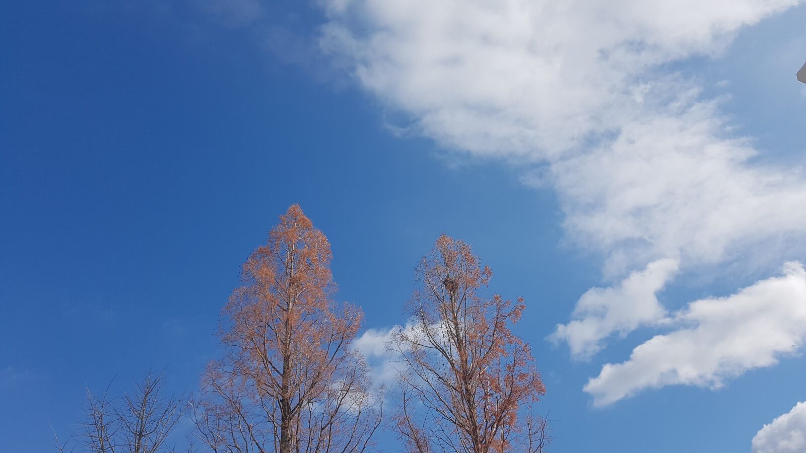 Samsung Galaxy Note Fan Edition sample photo. Sky, cloud, tree photography