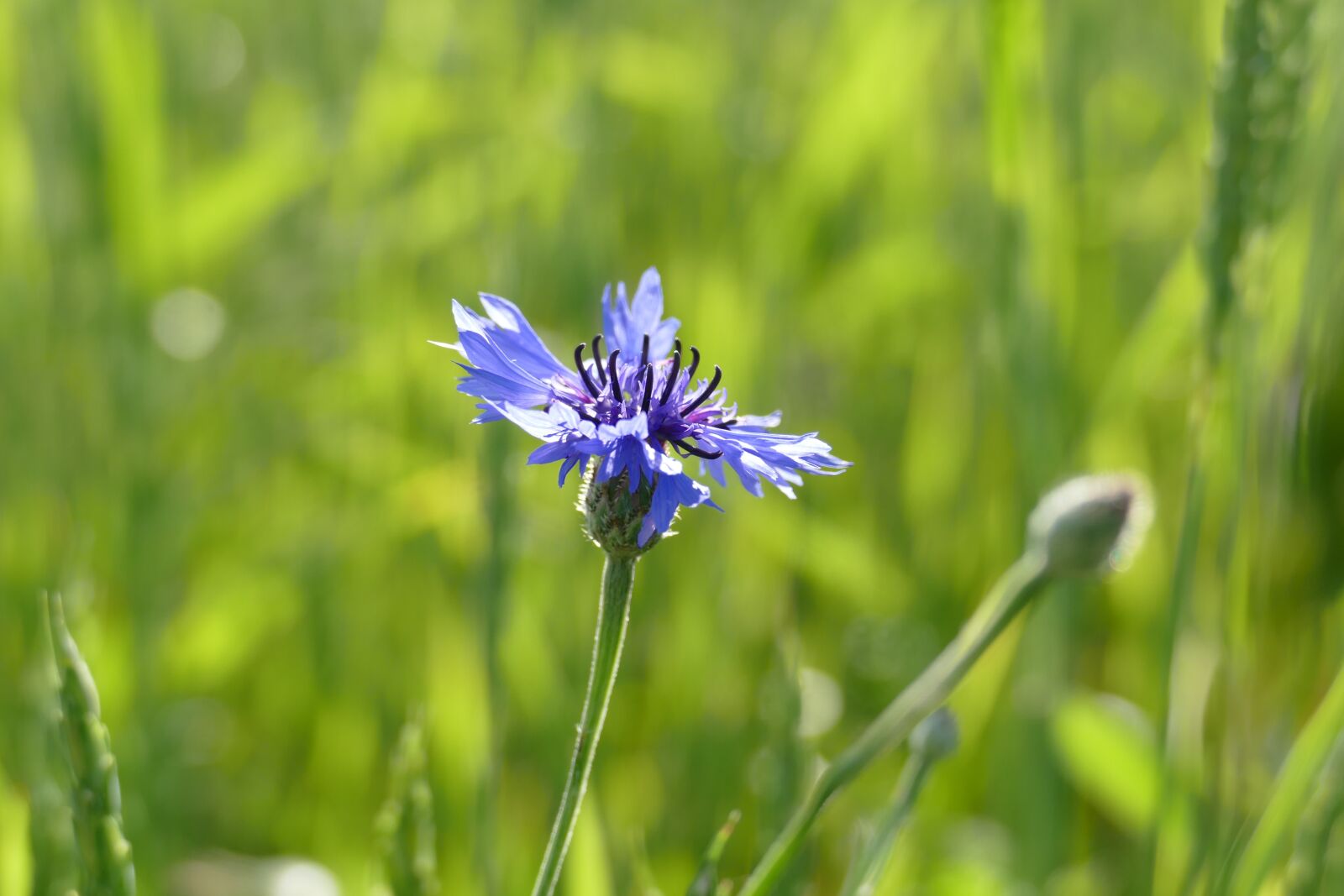 Panasonic Lumix DMC-FZ1000 sample photo. Cornflower, cyanus segetum, blossom photography