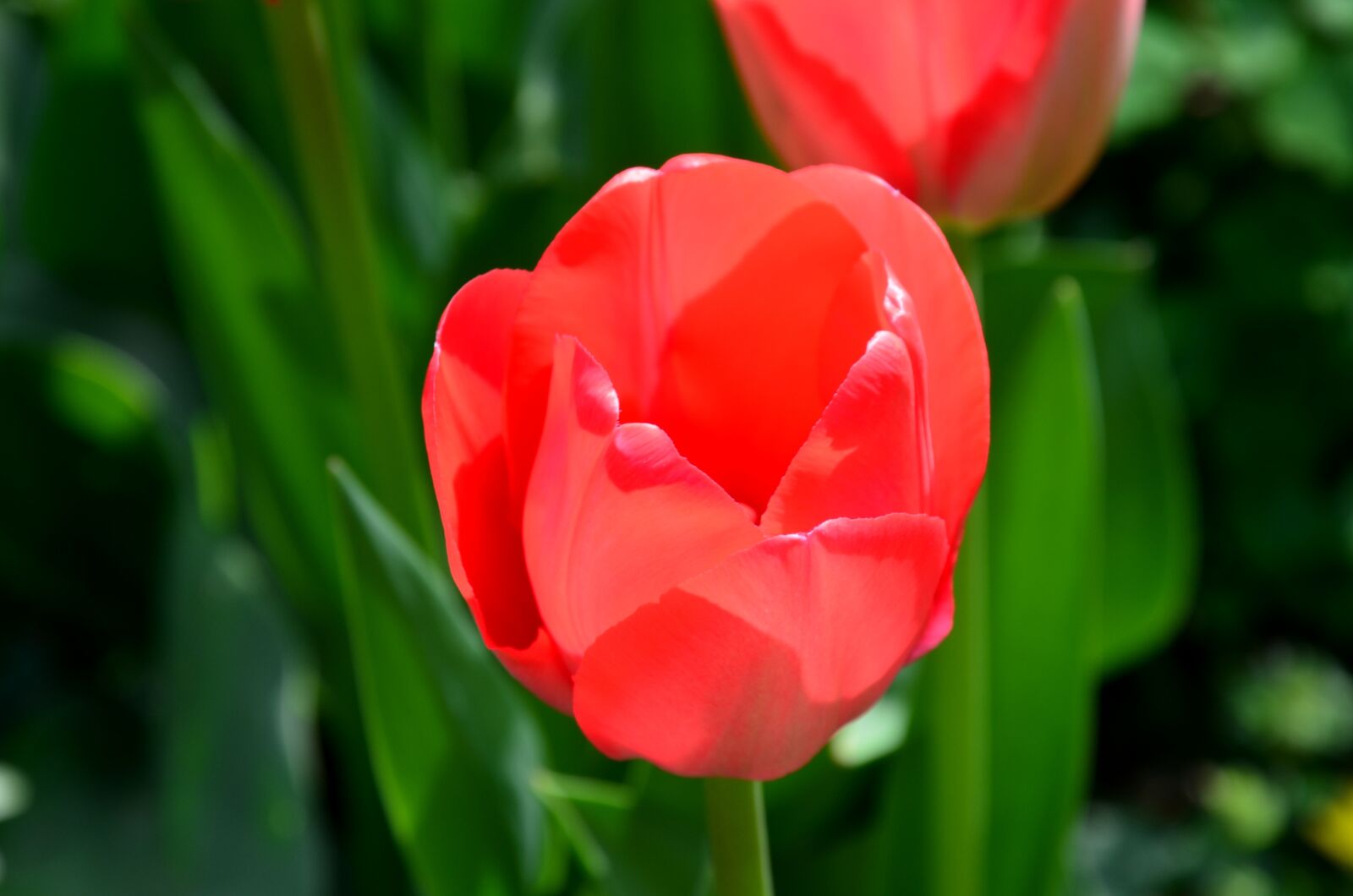 Nikon D5100 sample photo. Tulip, flower, spring photography