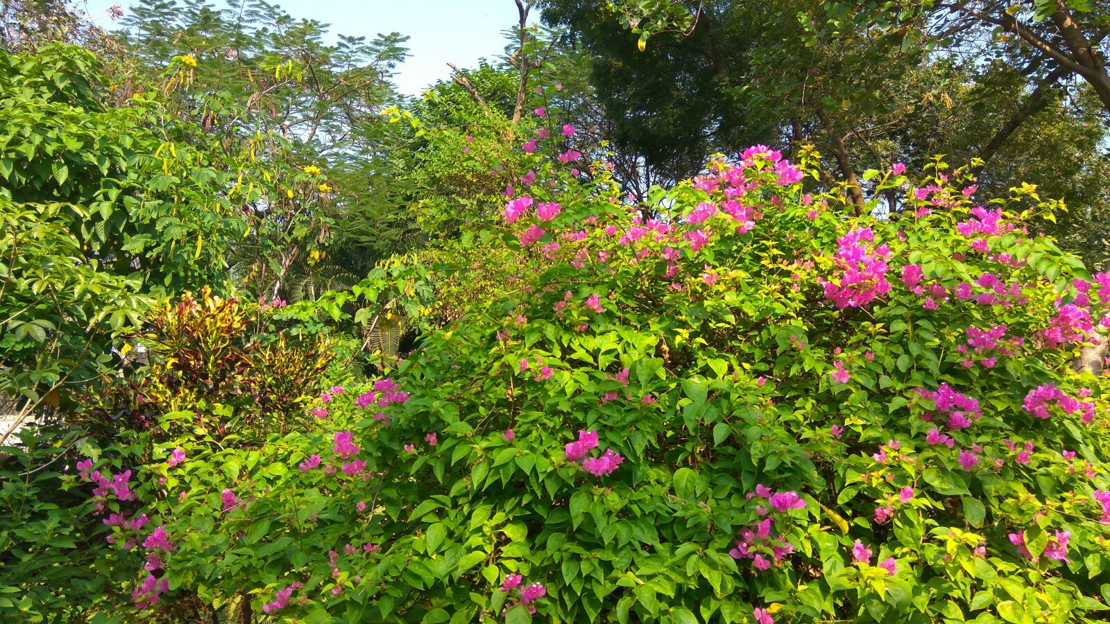 Xiaomi Redmi Note3 sample photo. Garden, flower, plant photography