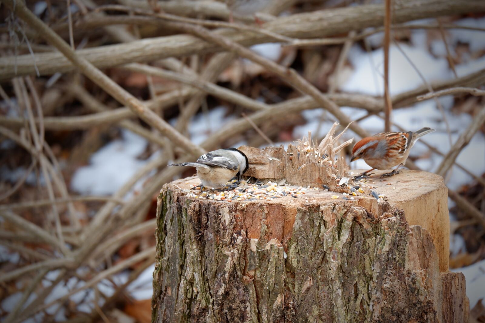 Fujifilm X-A5 sample photo. Winter, forest, tree photography