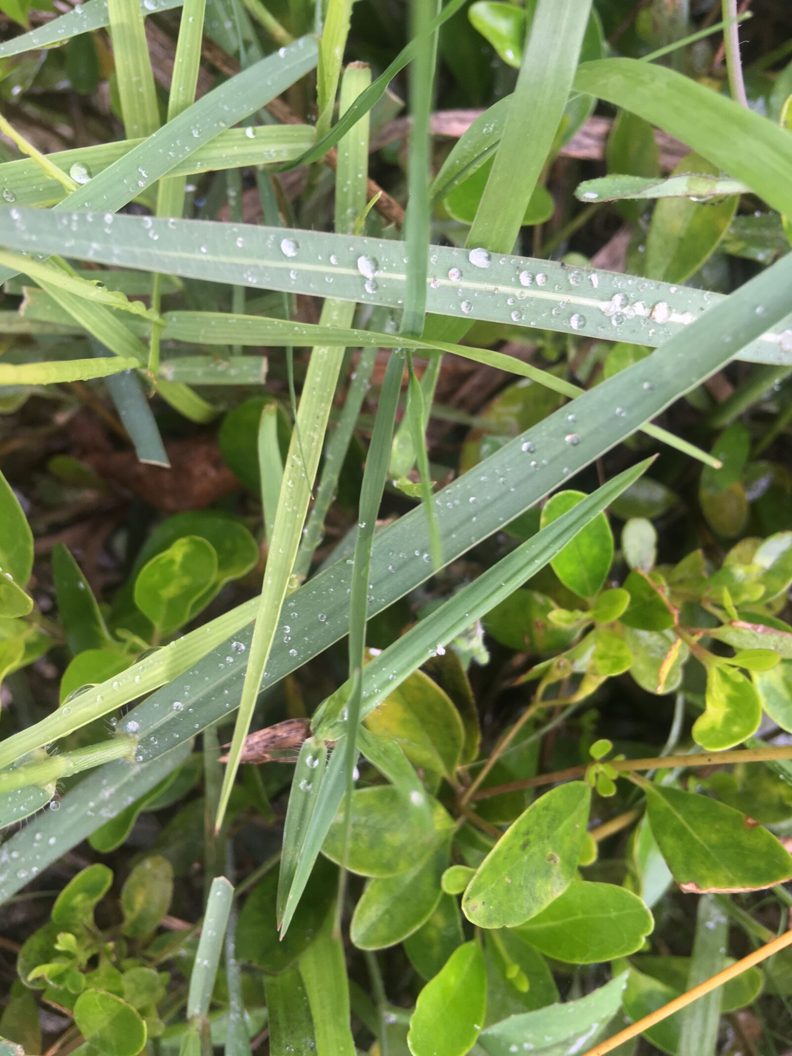 Apple iPhone SE sample photo. Water drop, grass, garden photography