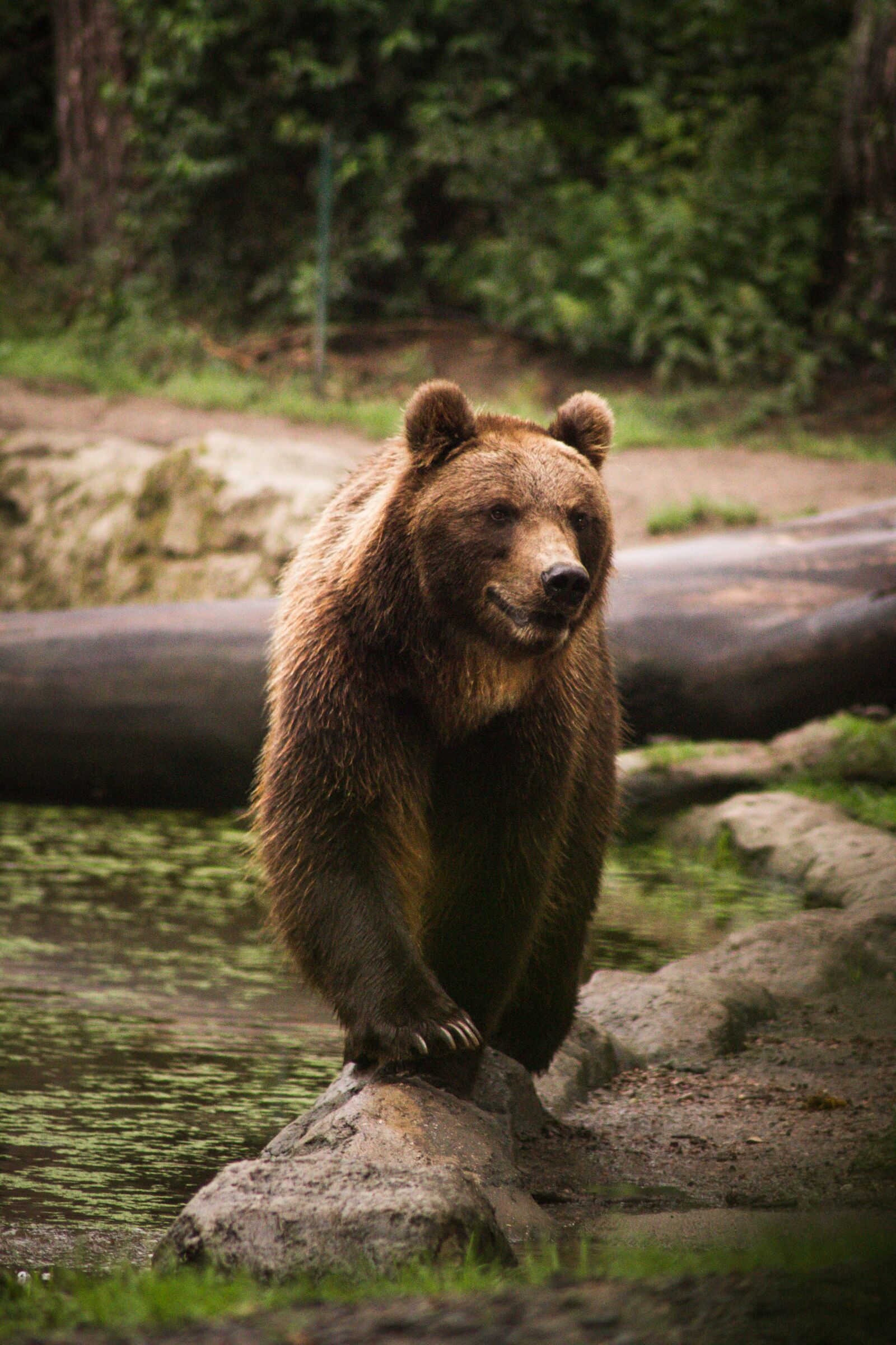 Canon EOS 7D sample photo. Mammal, animal world, nature photography