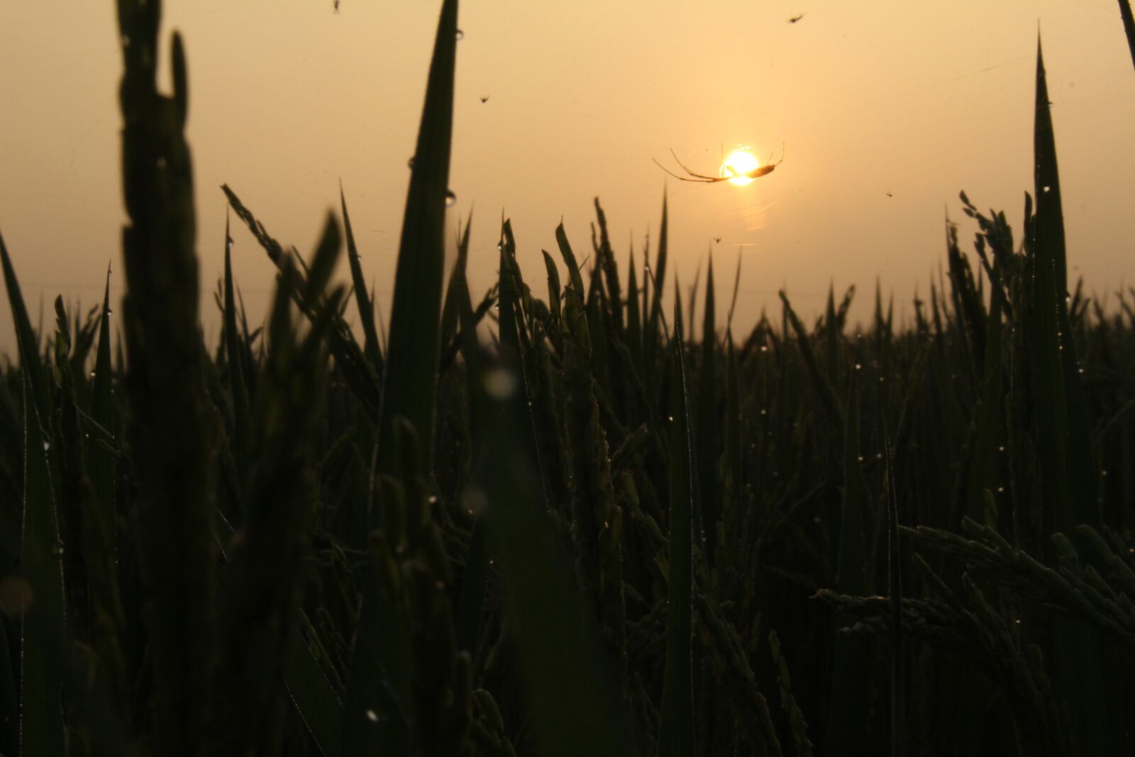 Canon EOS 700D (EOS Rebel T5i / EOS Kiss X7i) sample photo. The sun, dawn, orange photography