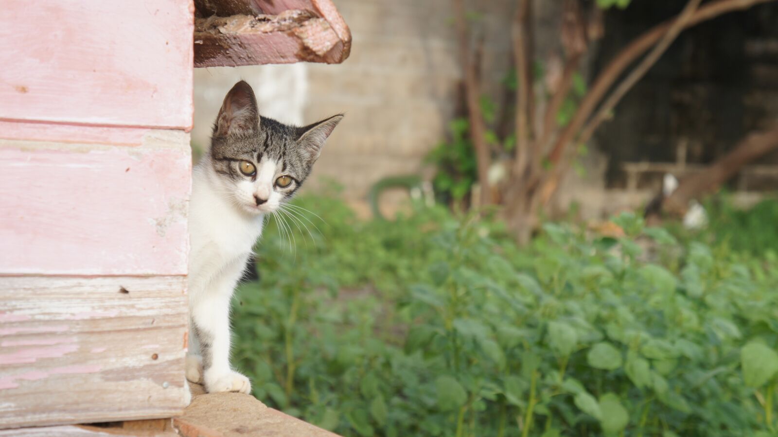 Sony Alpha NEX-C3 + Sony E 18-55mm F3.5-5.6 OSS sample photo. Cat, puppy, feline photography