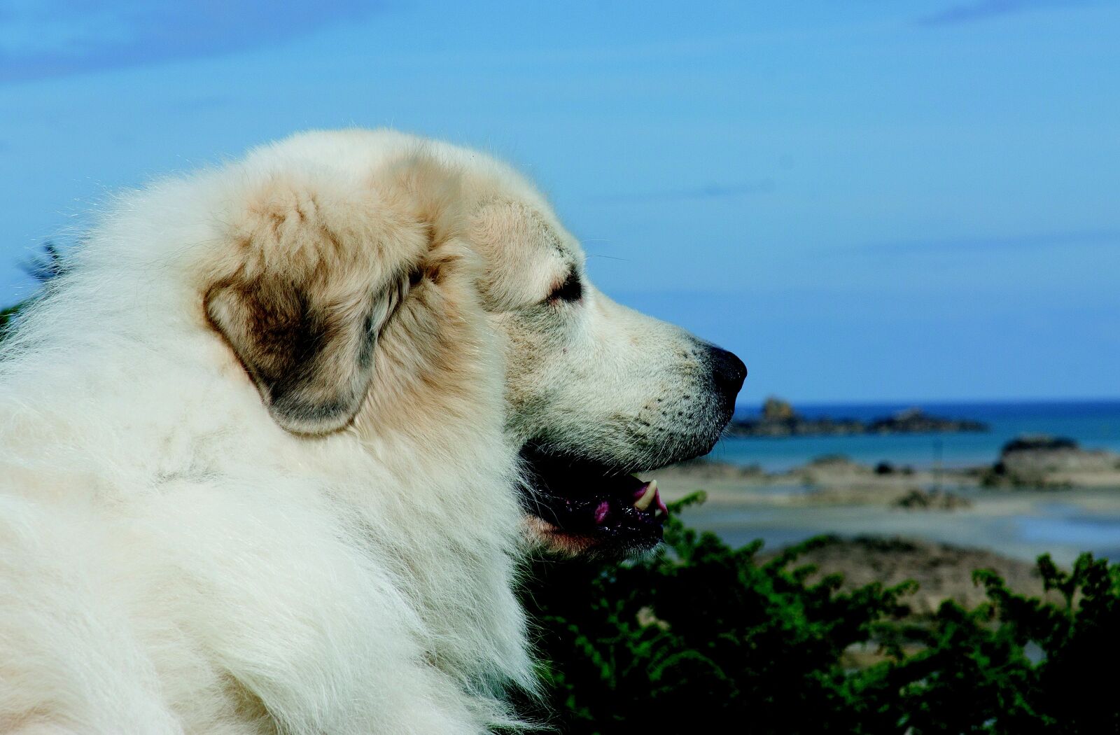 Sony DT 16-105mm F3.5-5.6 sample photo. Pyrenean mountain dog, dog photography