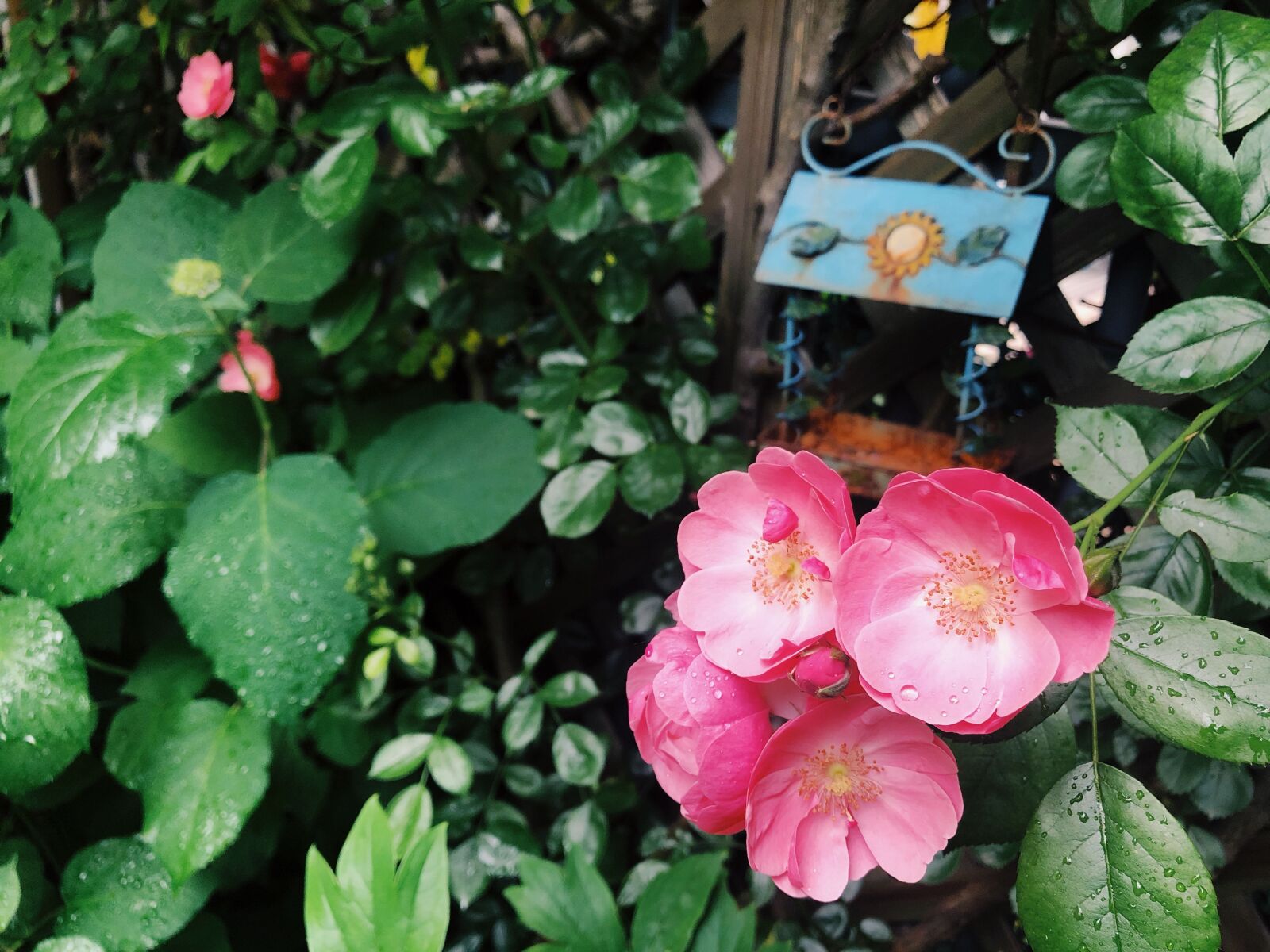 iPhone 8 Plus back dual camera 3.99mm f/1.8 sample photo. Flowers, in full bloom photography