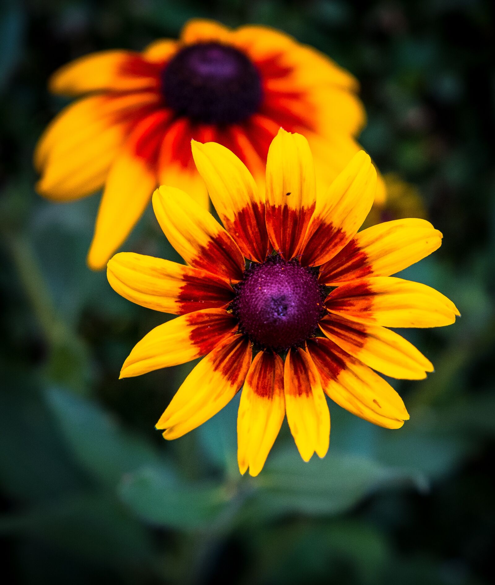 Fujifilm X-T2 sample photo. Flower, bloom, yellow photography
