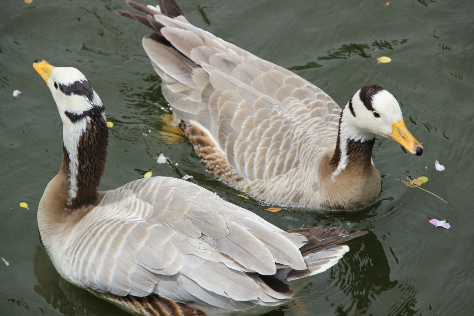 Canon EOS 600D (Rebel EOS T3i / EOS Kiss X5) sample photo. Geese, birds, feathers photography