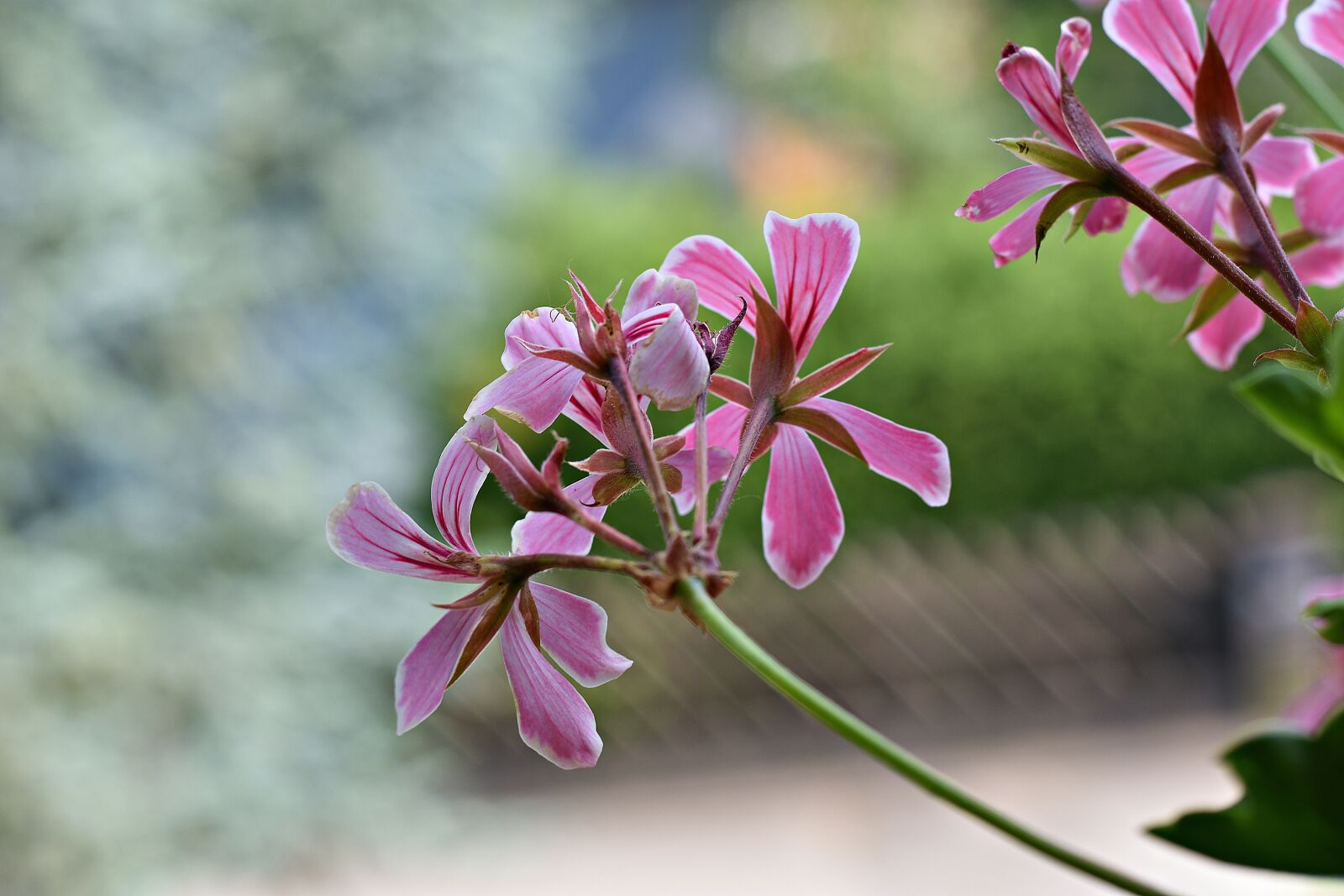 Nikon D3400 sample photo. Flower, balcony, blossom photography