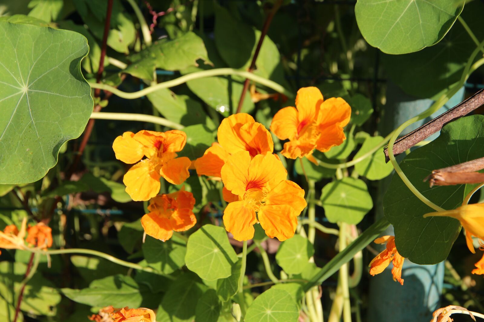 Canon EOS 650D (EOS Rebel T4i / EOS Kiss X6i) sample photo. Nasturtium, tropaeolum, flowers photography