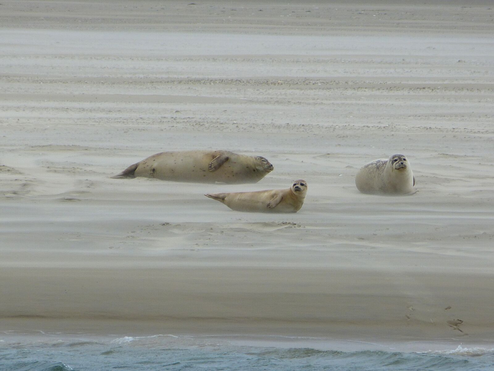 Panasonic Lumix DMC-FZ150 sample photo. Grey seals, dunes, north photography