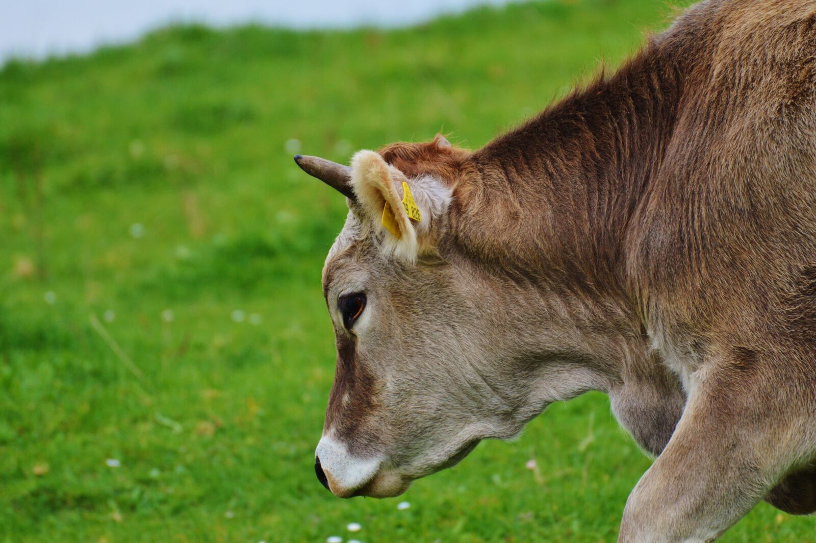 Nikon D3200 sample photo. Cow, allgäu, cows photography