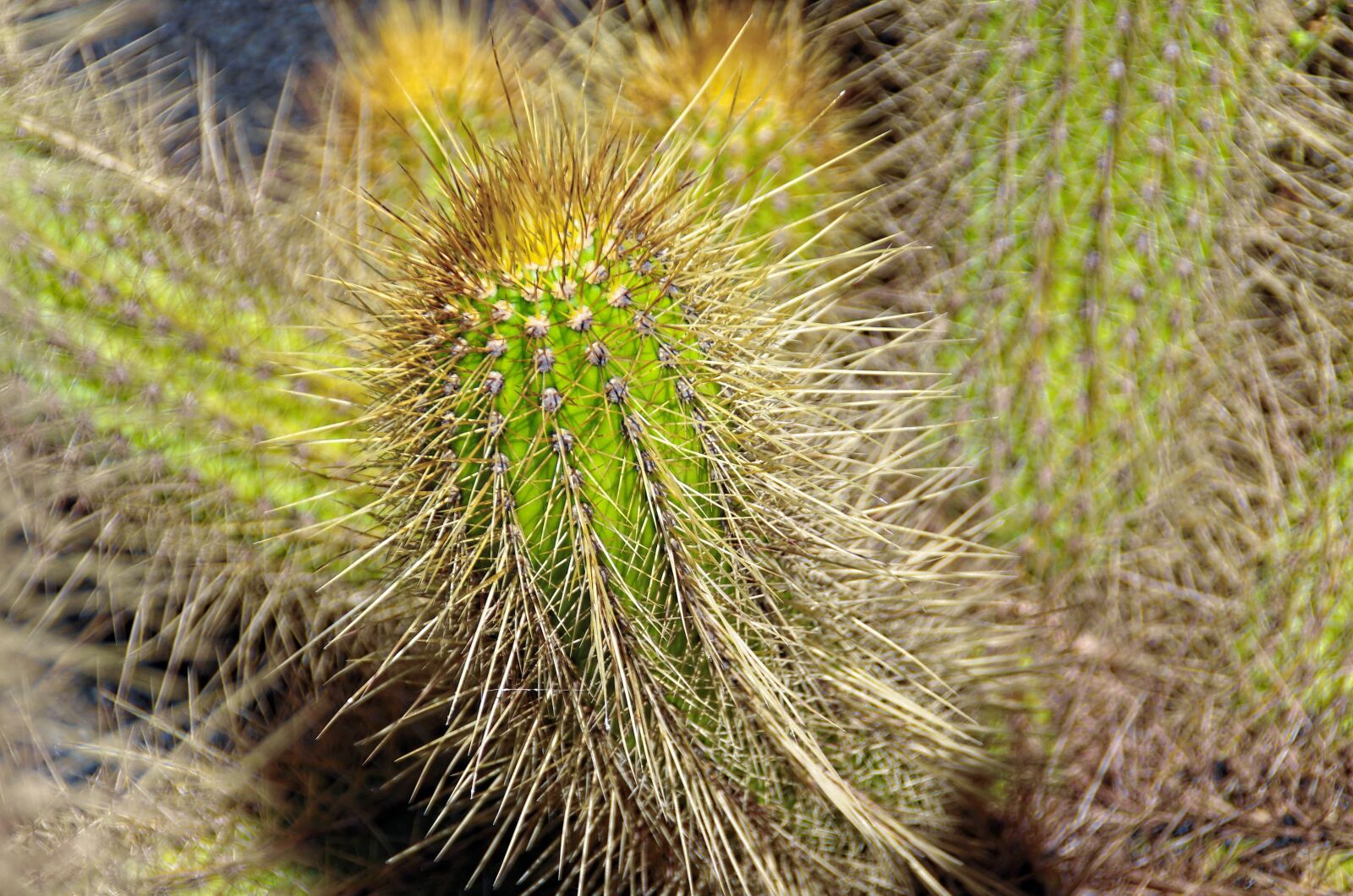 Pentax K-5 sample photo. Lanzarote, cactus garden, spice photography