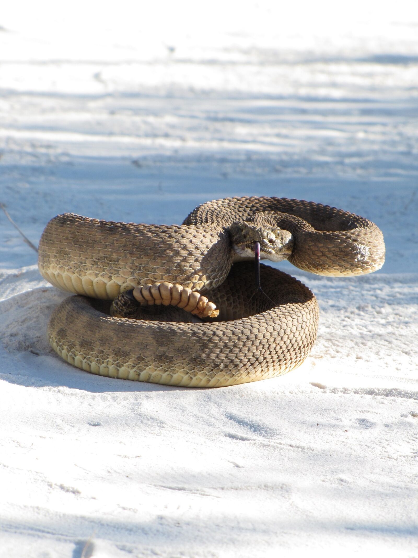 Canon PowerShot SX20 IS sample photo. Prairie rattlesnake, viper, poisonous photography