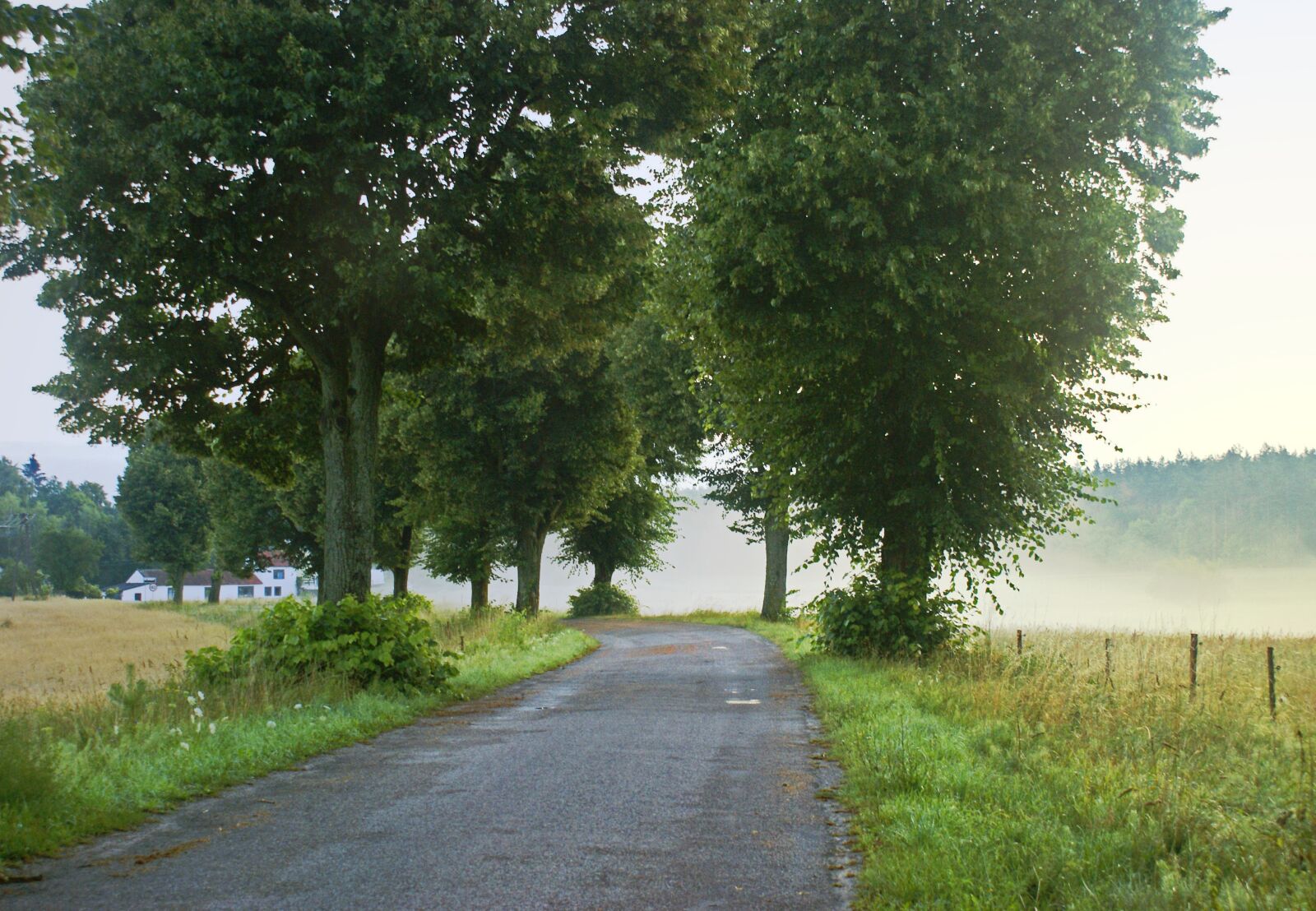 Sony Alpha DSLR-A100 sample photo. Way, the fog, morning photography