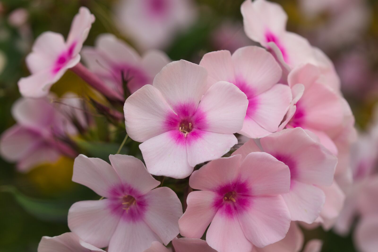 Canon EOS 200D (EOS Rebel SL2 / EOS Kiss X9) sample photo. Phlox, blossom, bloom photography