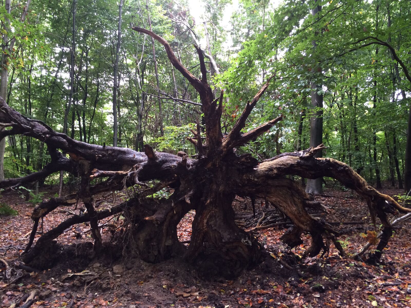 Apple iPhone 5s sample photo. Tree, roots, wood photography