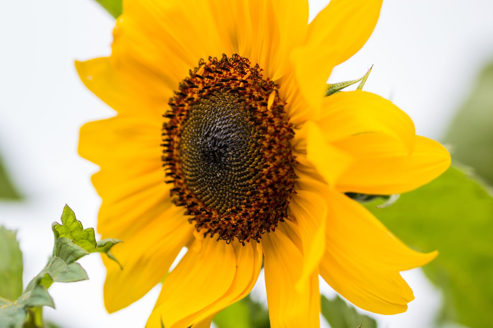 Canon EOS 70D sample photo. Sunflower, helianthus annuus, blossom photography