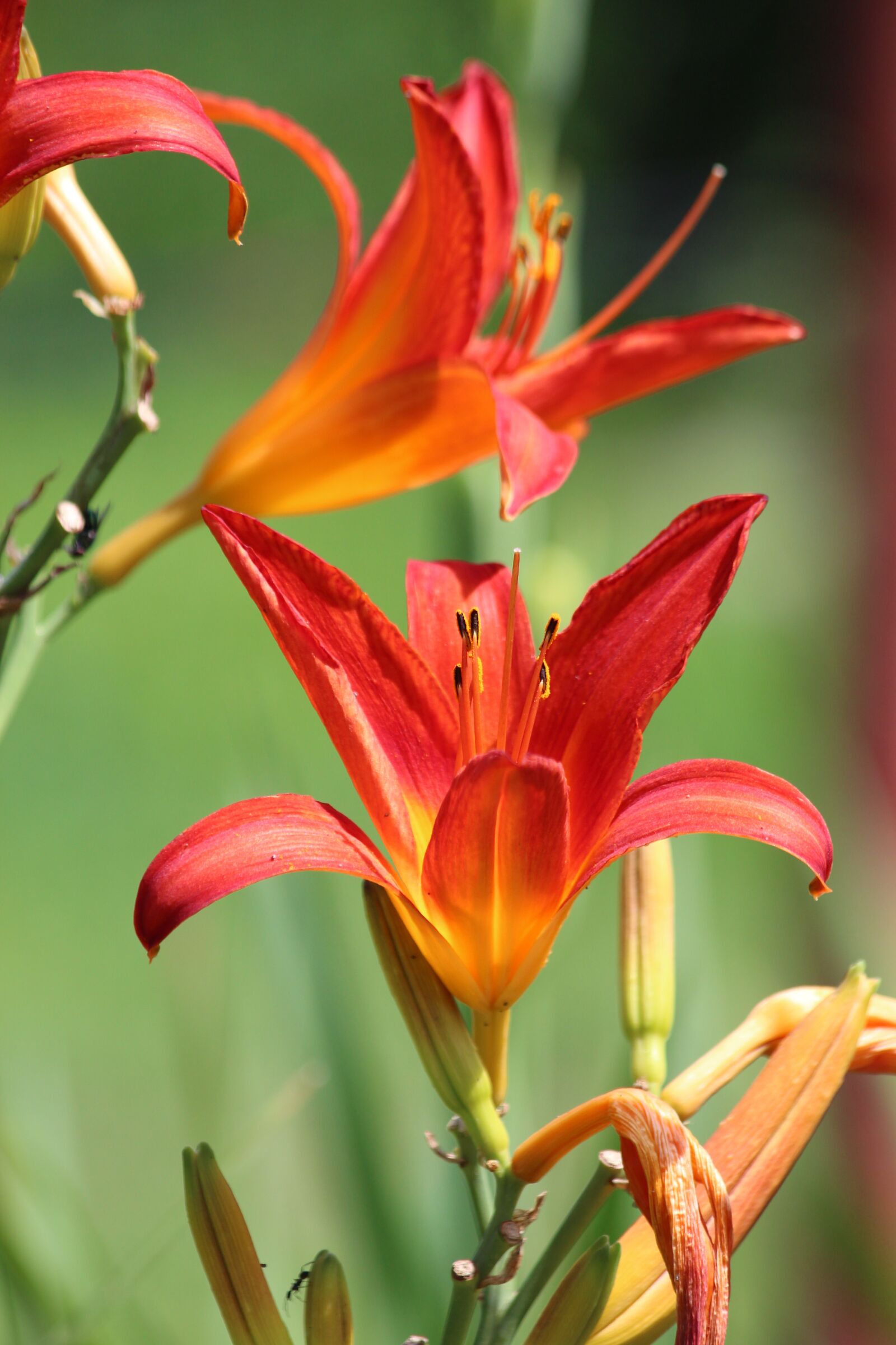 Canon EOS 650D (EOS Rebel T4i / EOS Kiss X6i) sample photo. Lily, red lily, flowers photography