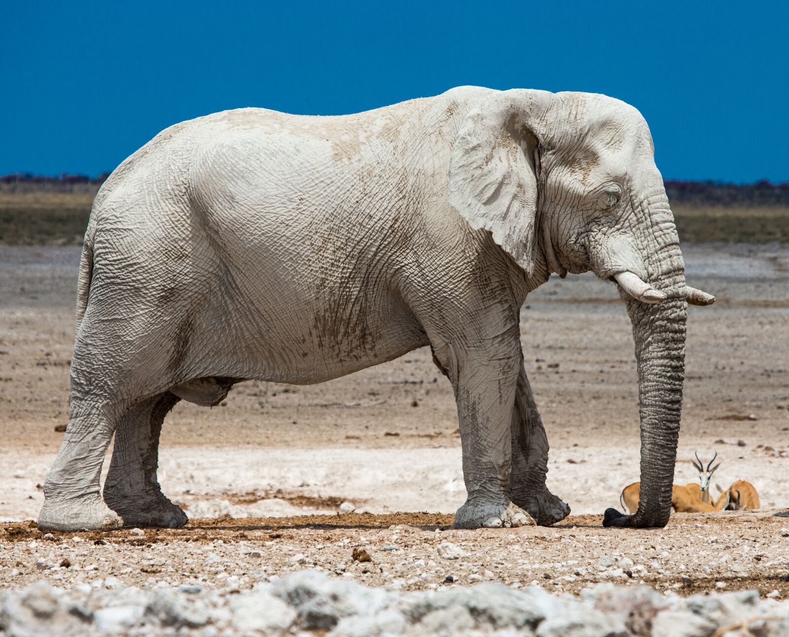 Canon EOS-1D X sample photo. Elephant, africa, namibia photography