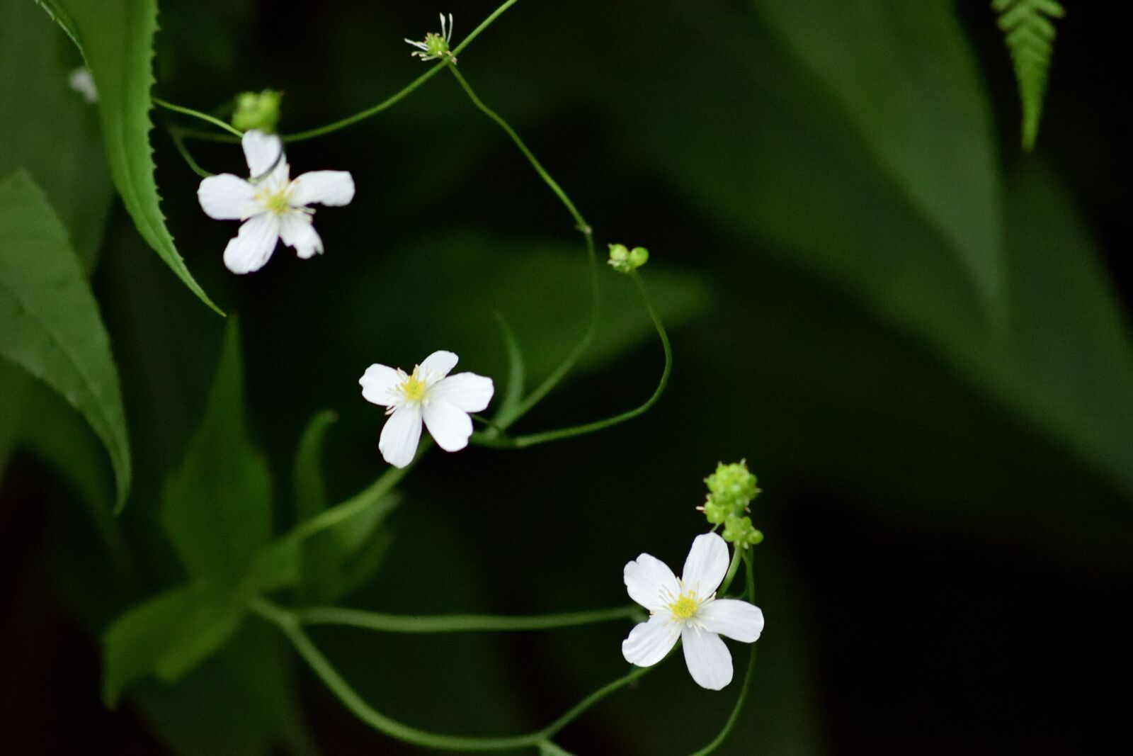Nikon D3300 sample photo. Flower, white, closeup photography