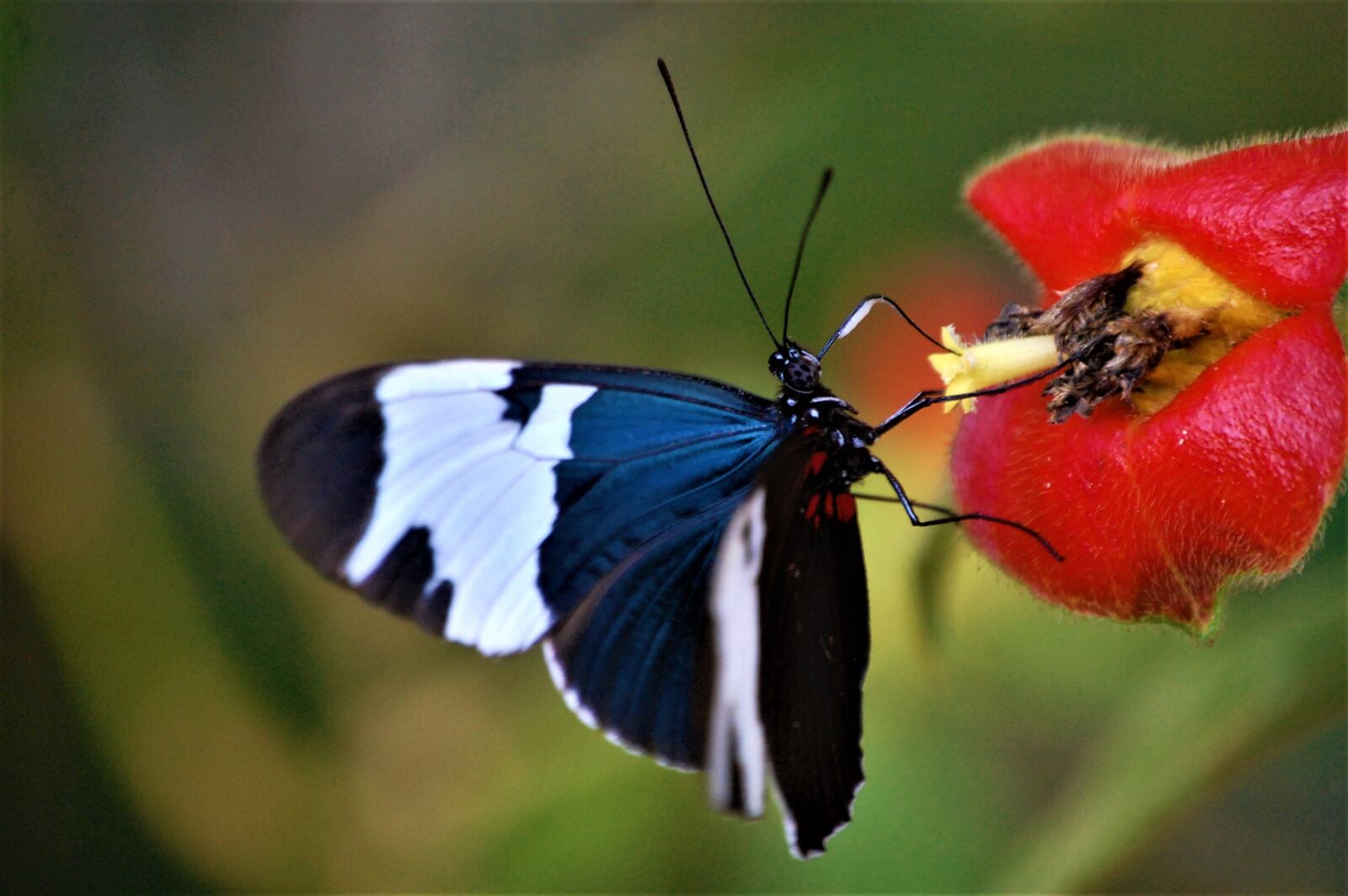 Nikon D40 sample photo. Belize, toledo district, butterfly photography
