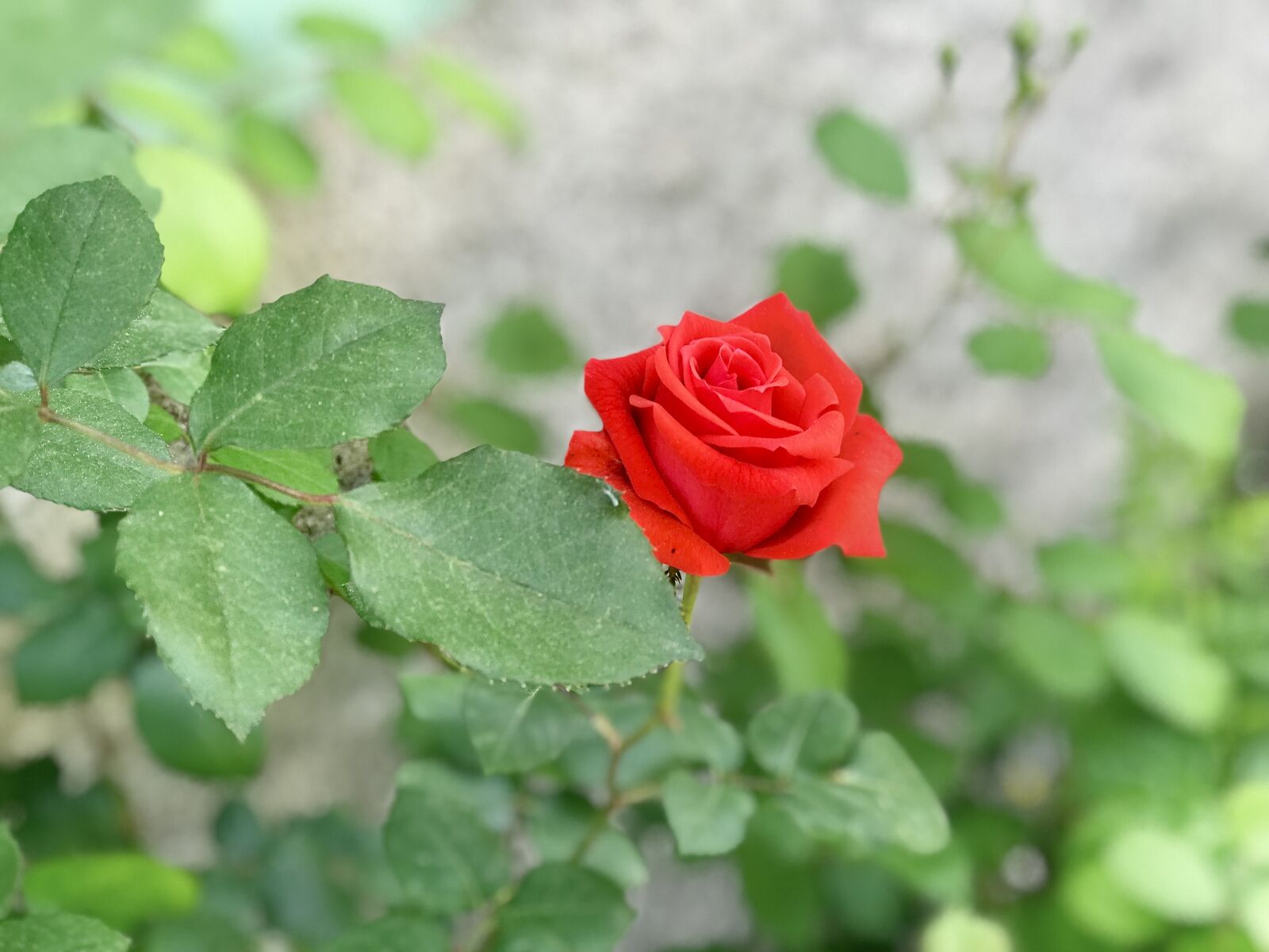 iPhone 7 Plus back dual camera 6.6mm f/2.8 sample photo. Nature, leaves, flower photography