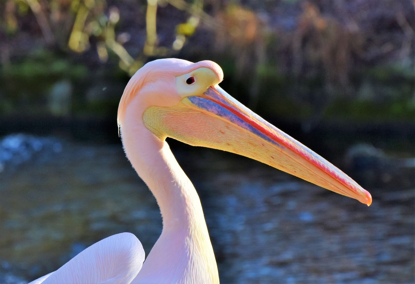Nikon D7200 sample photo. Pelikan, water bird, pink photography