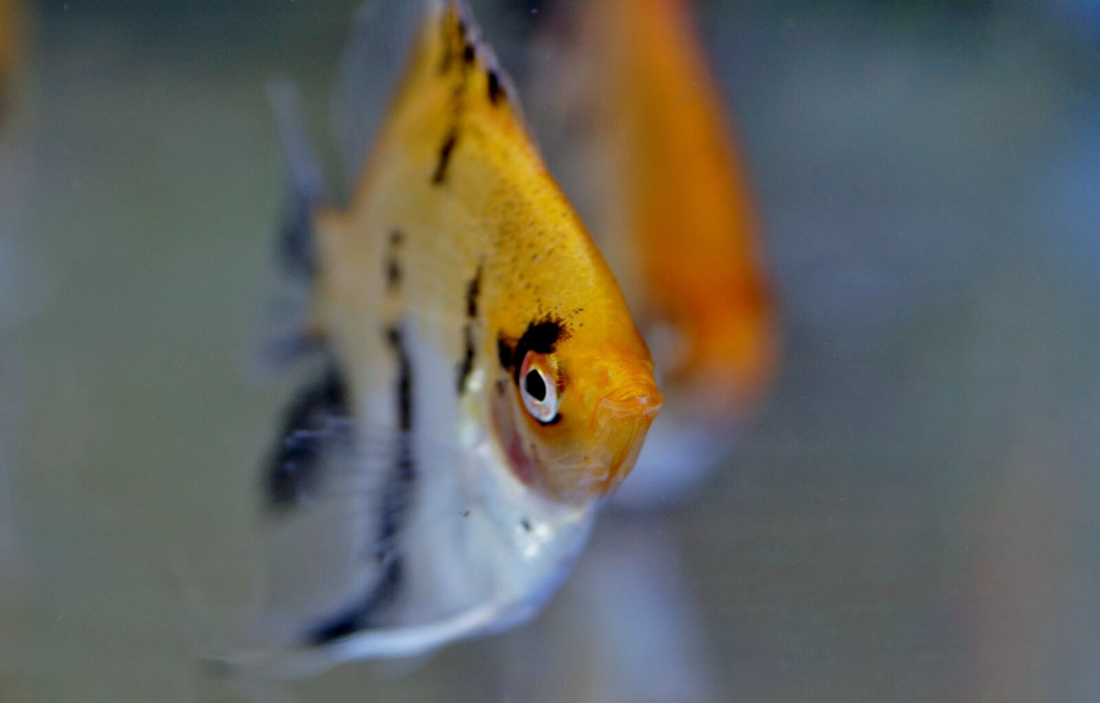 Sony SLT-A58 sample photo. Skalára, aquarium, fish photography