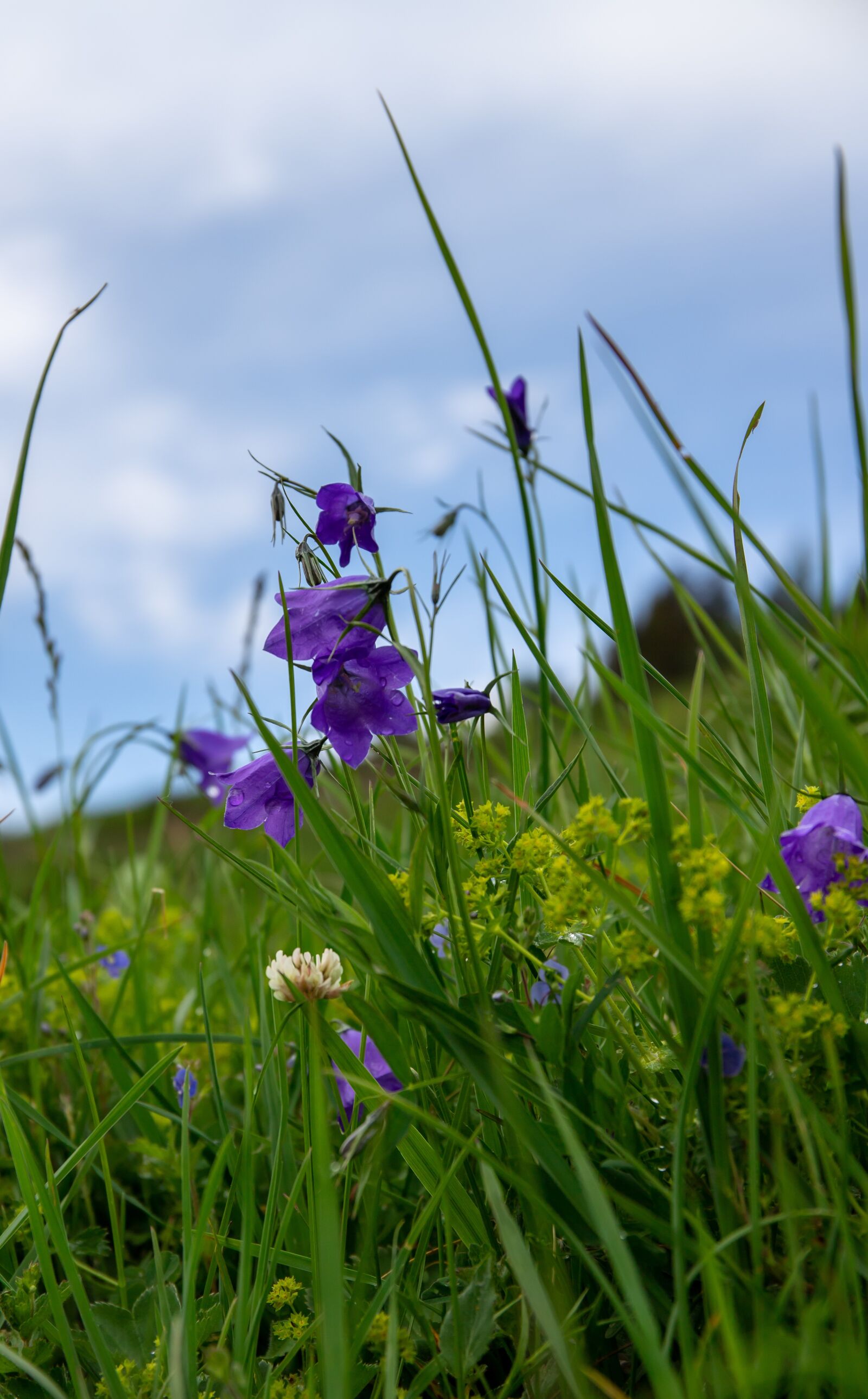Canon EOS 6D Mark II + Canon EF 24-70mm F4L IS USM sample photo. Bellflower, mountain, blue photography